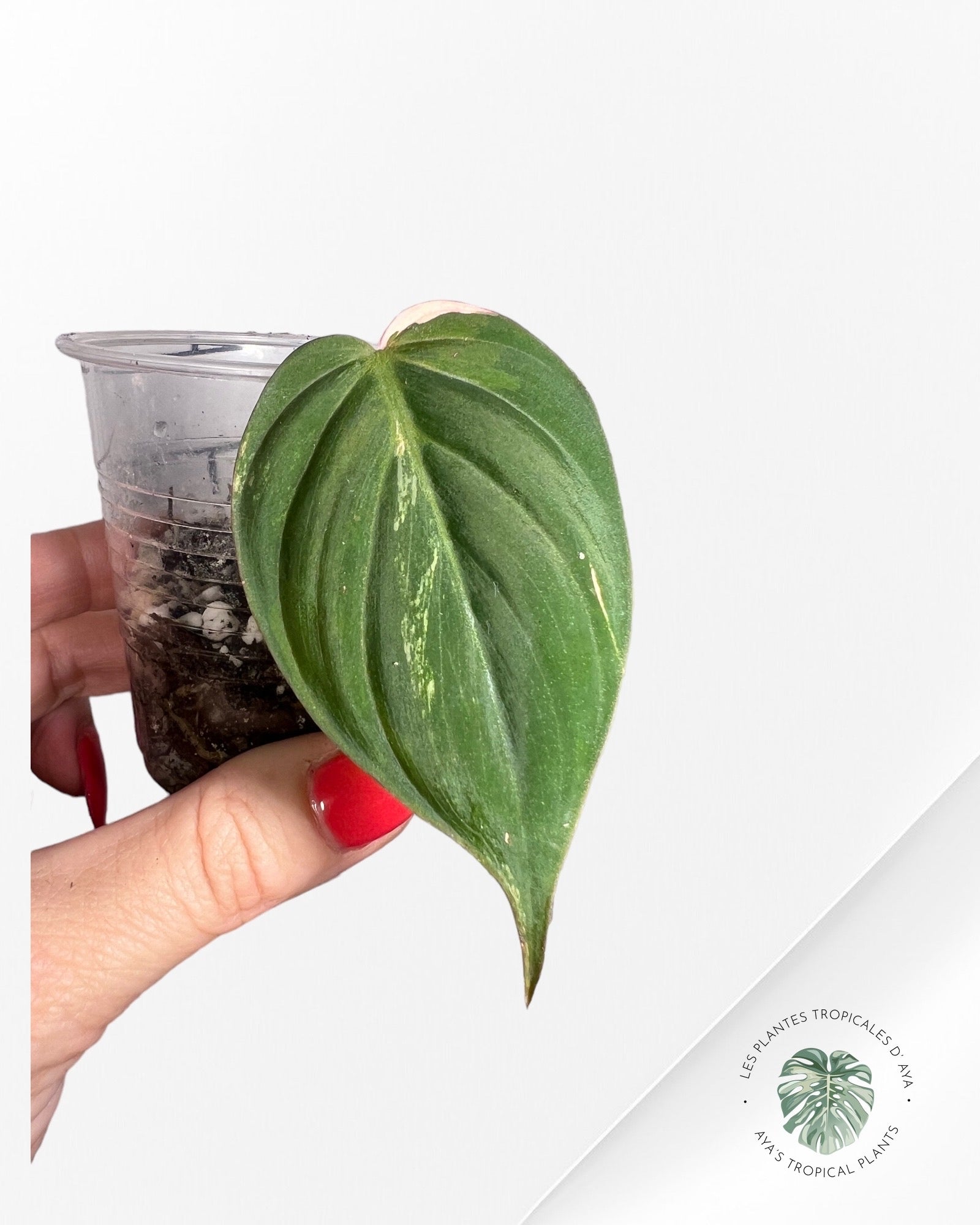 Philodendron Micans Variagated-2031