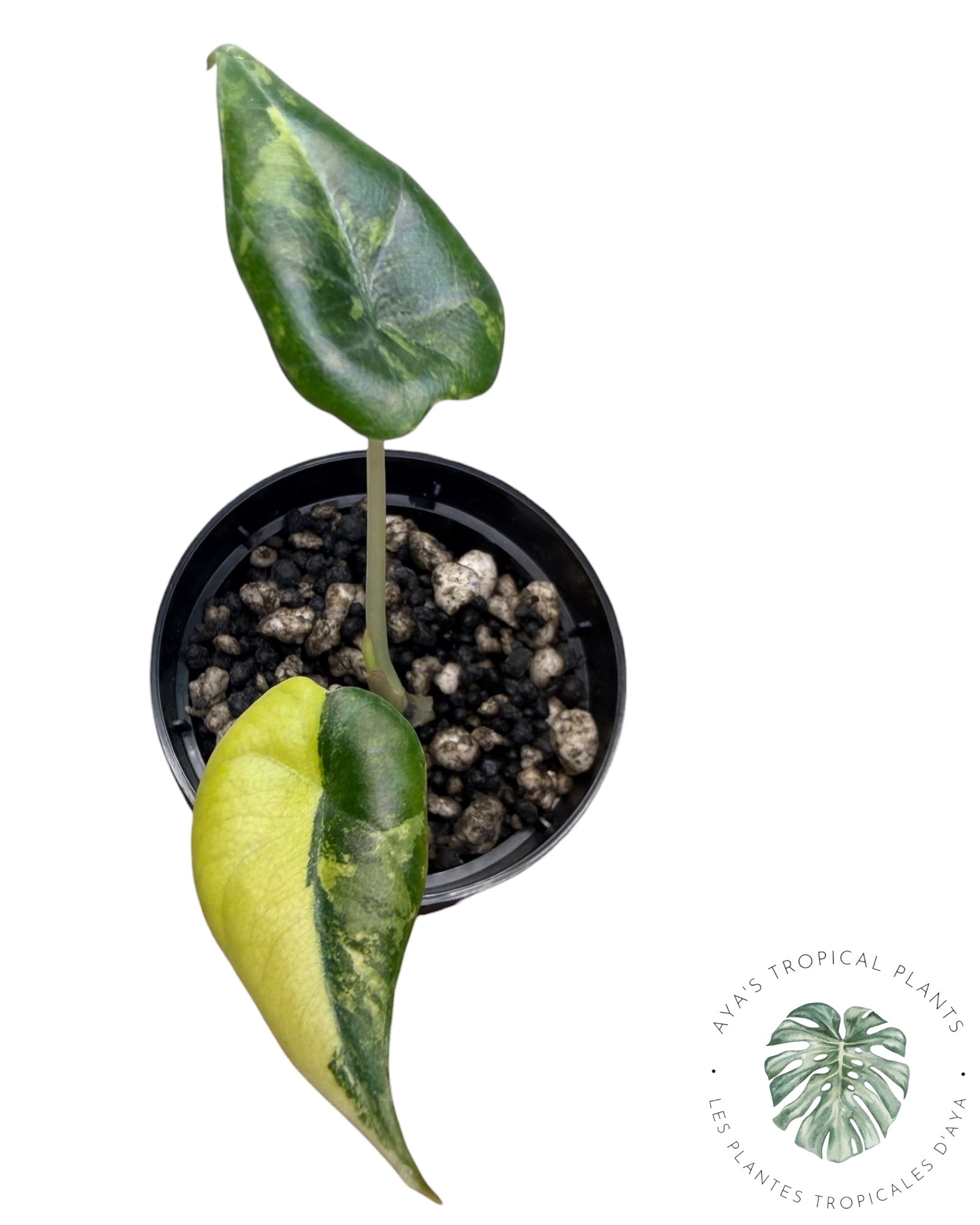Alocasia Maharani Golden Lime