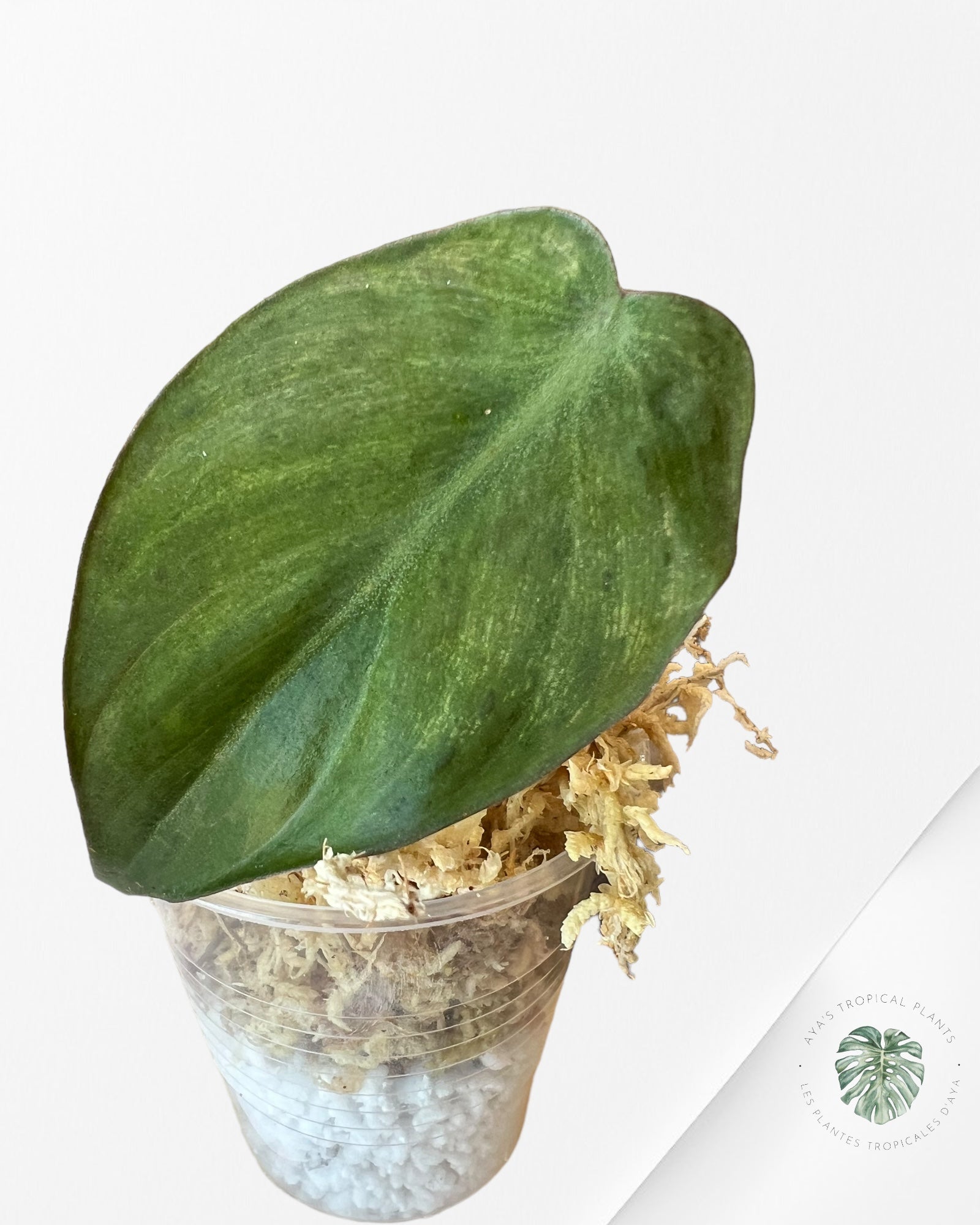 Philodendron Micans Menthe-PMM01