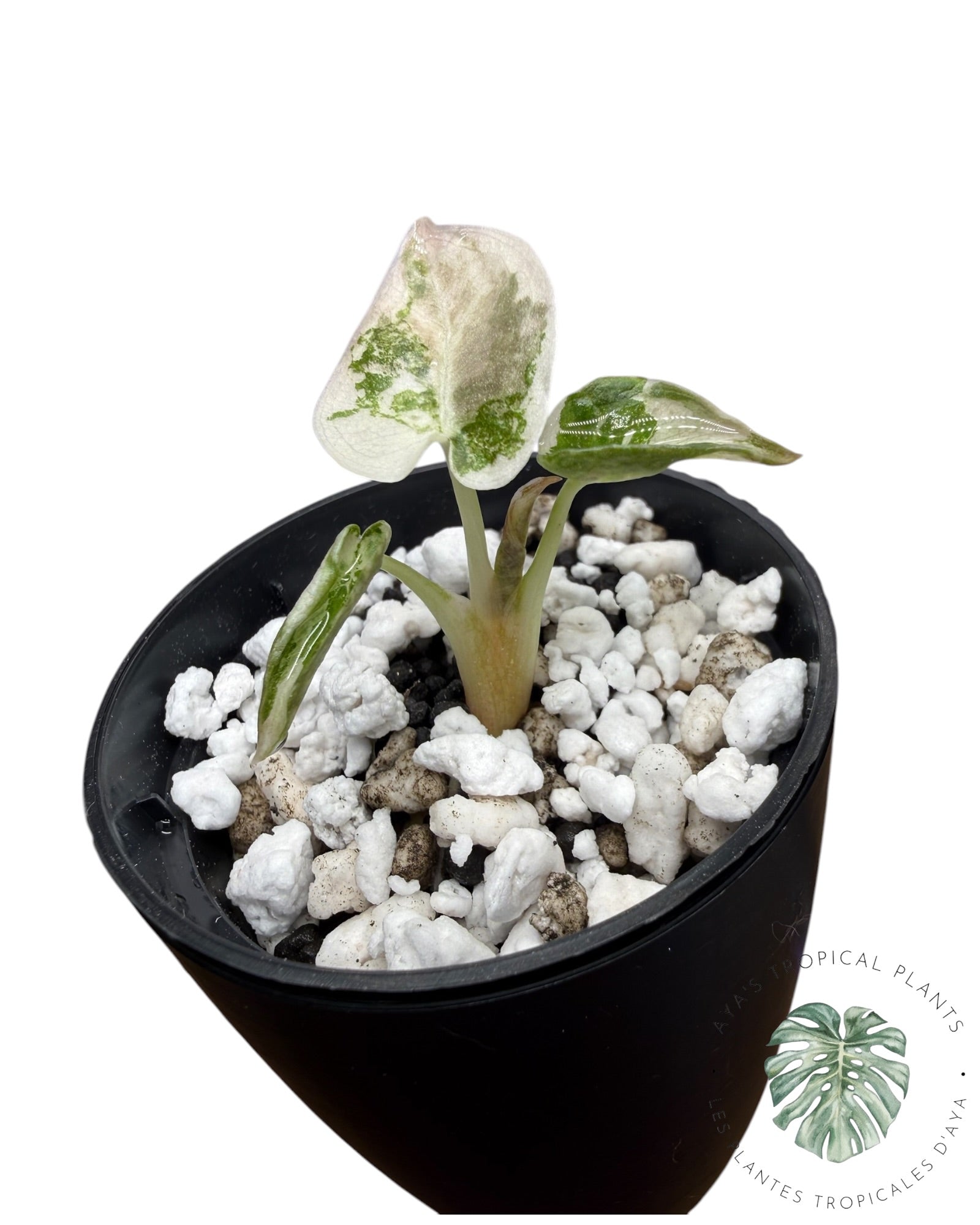 Alocasia Cuprea Pink Albo Variegated