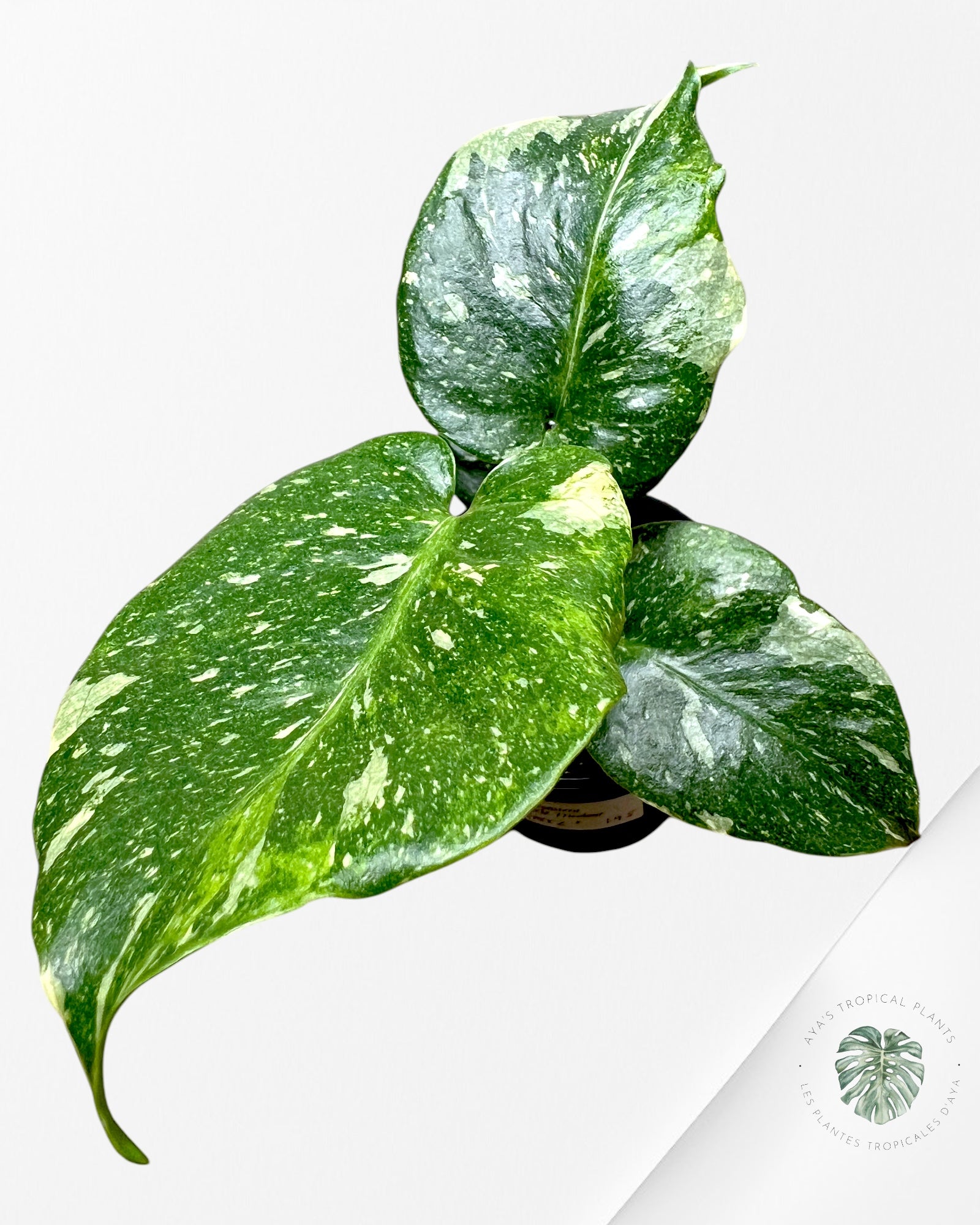 Monstera Miracle Tricolore-MMT2