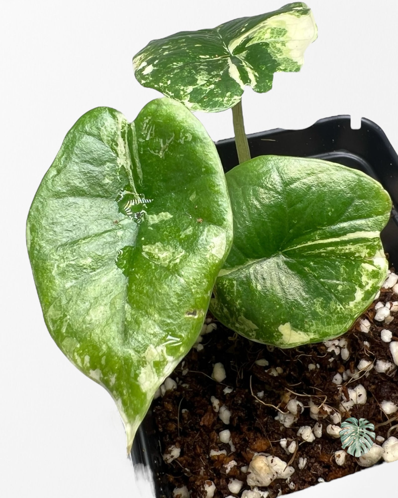 Alocasia Platinum Albo Variegated - AP03