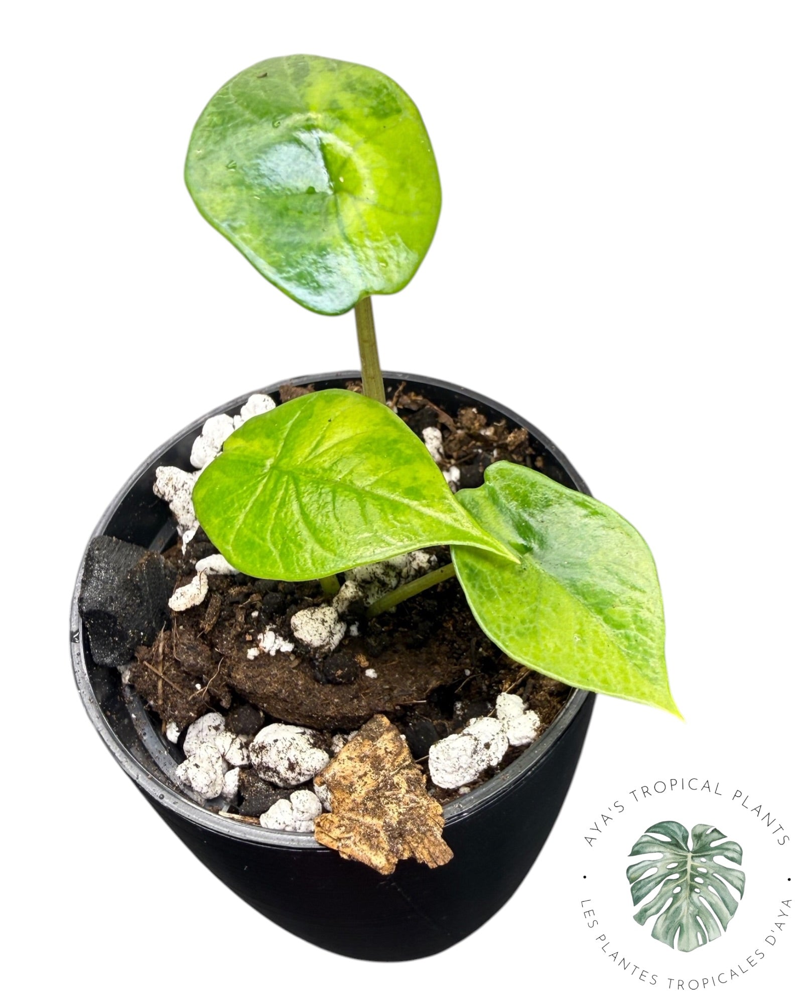 Alocasia Scalprum Aurea Variegated