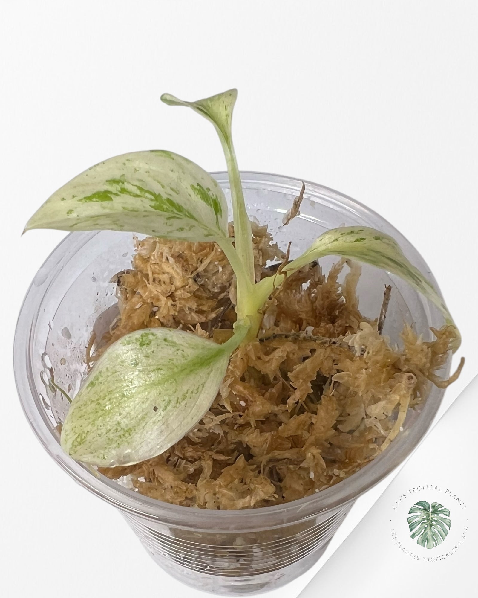 Homalomena rubescens "Mint" variegated  - TC10