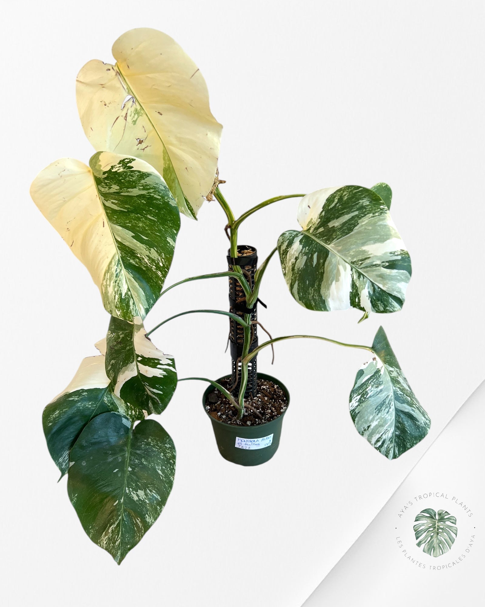 Monstera Borsigiana Albo-JA28