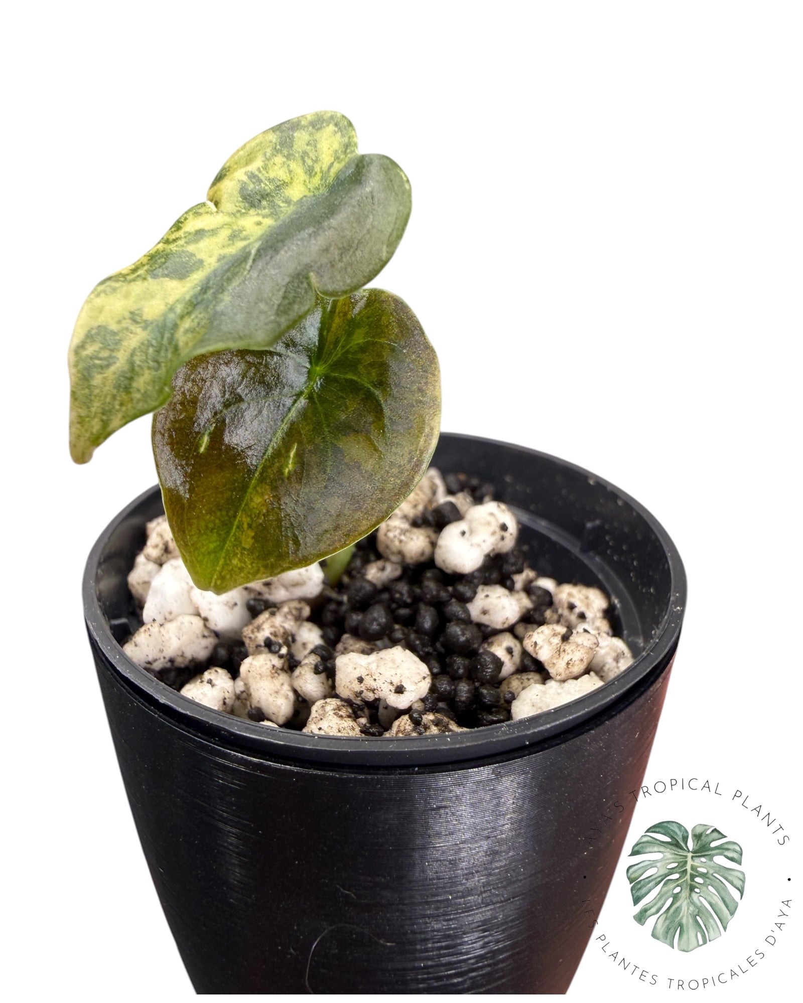 Alocasia Cuprea Golden Latte