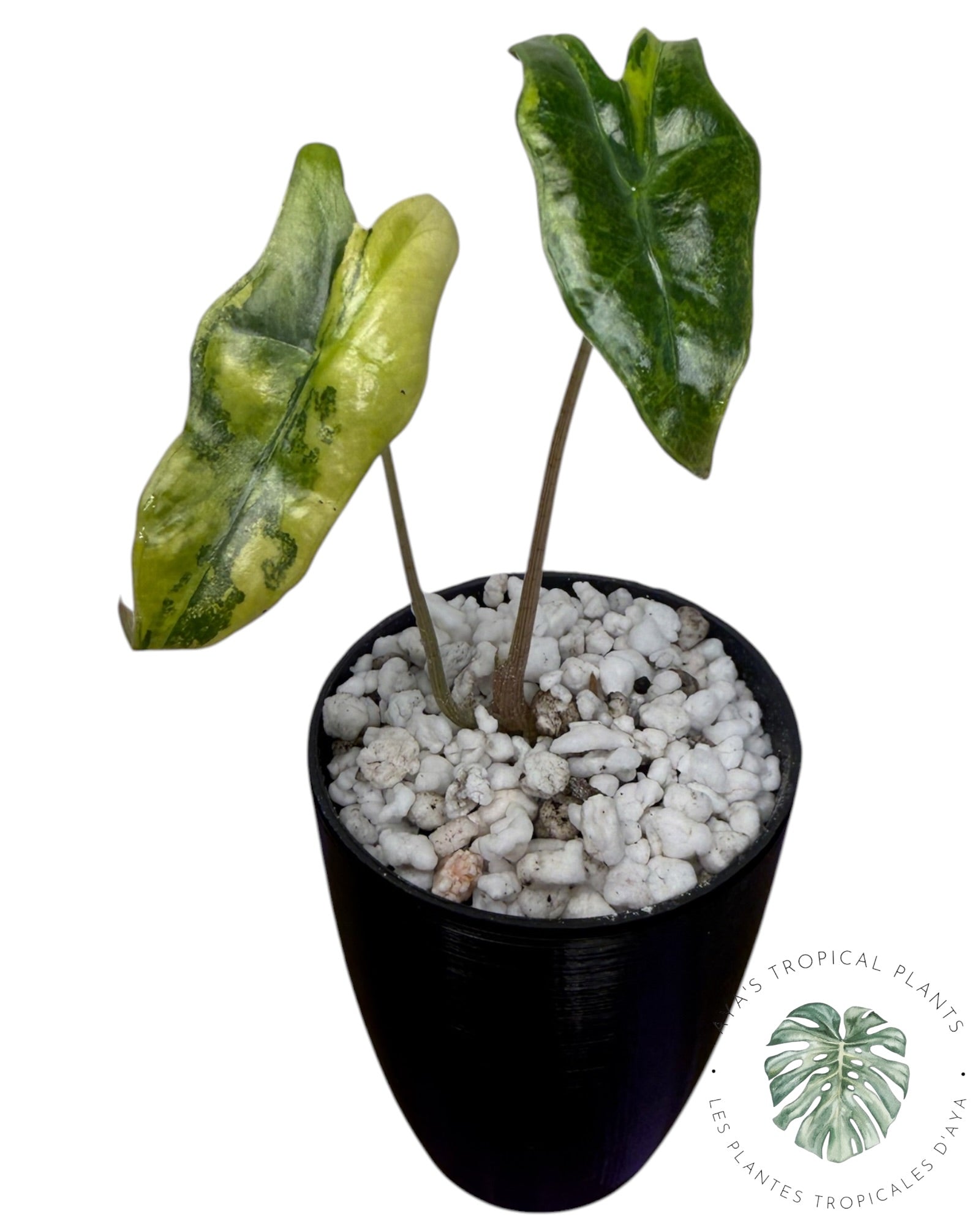 Alocasia Nobilis Aurea Variegated