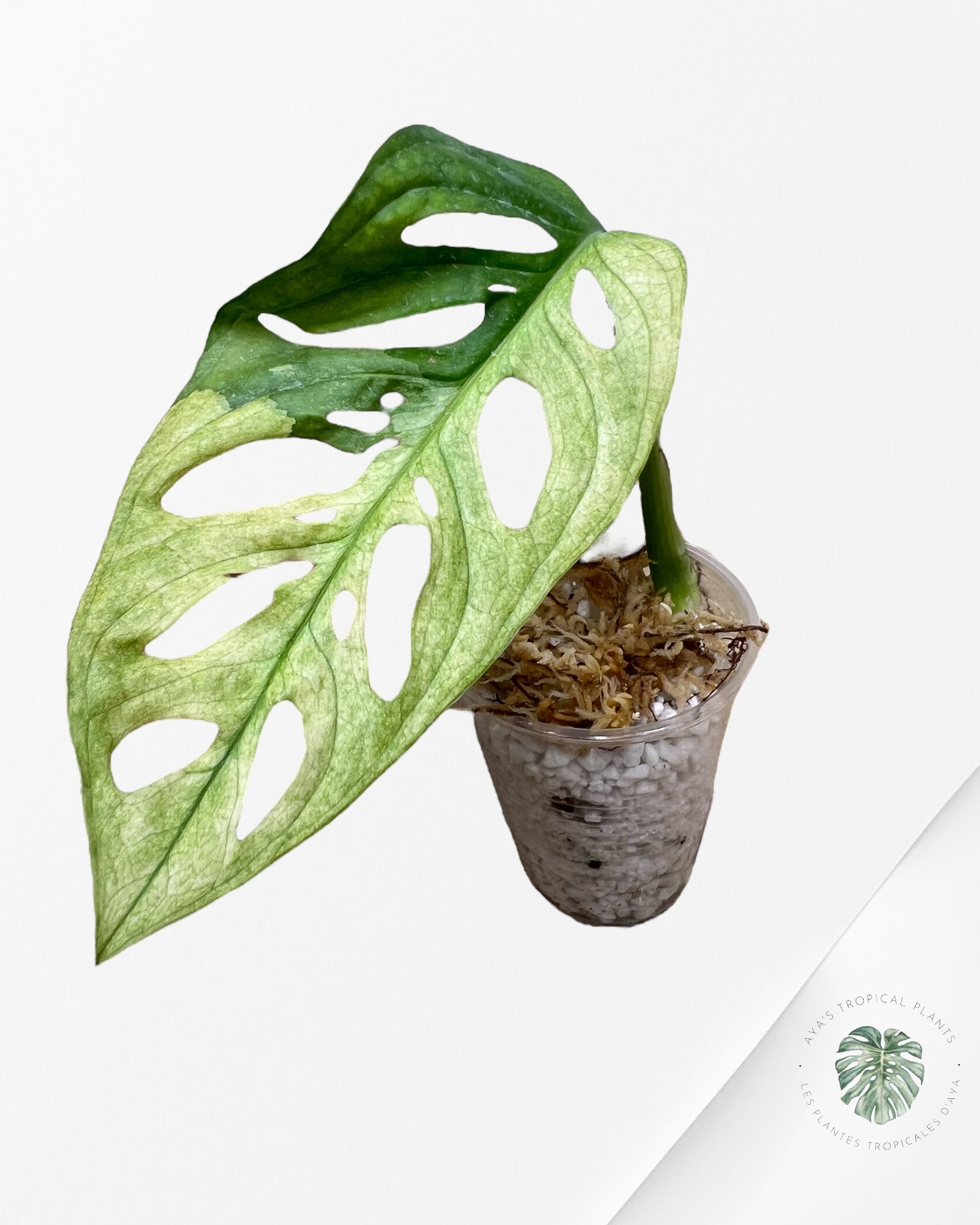Monstera Adansonii Aurea - P1