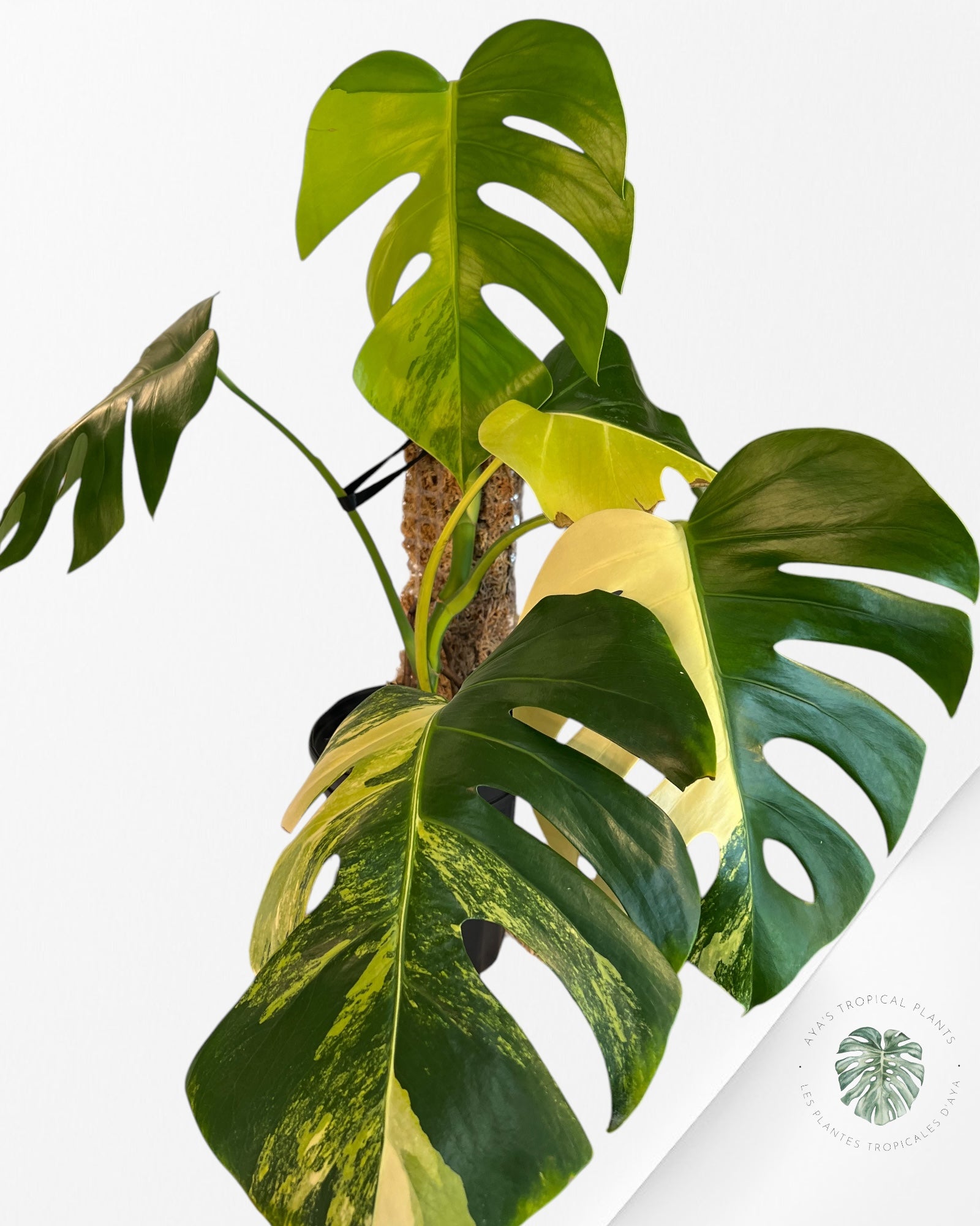 Monstera Aurea -JA13