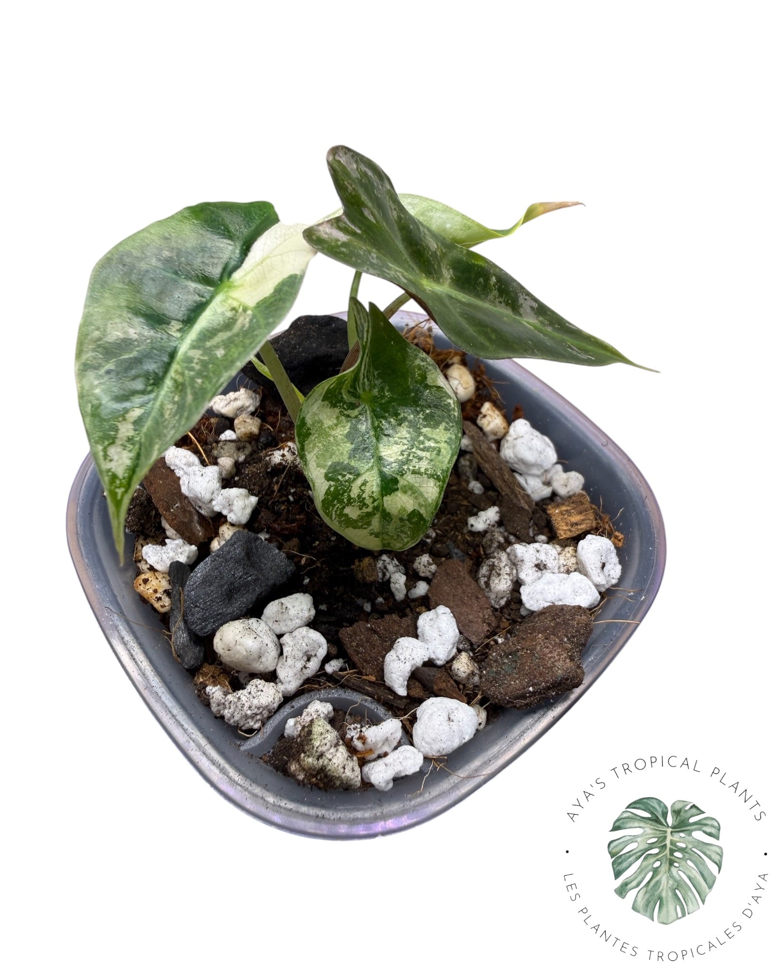 Alocasia Polly Pink Snowflake (Catégorie A)