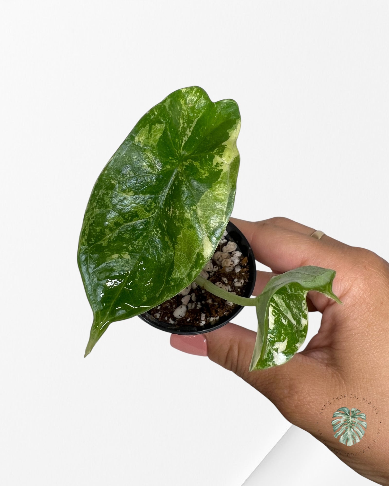 Alocasia Dragon Scale Variegated Albo ( Grade A) - TC1E