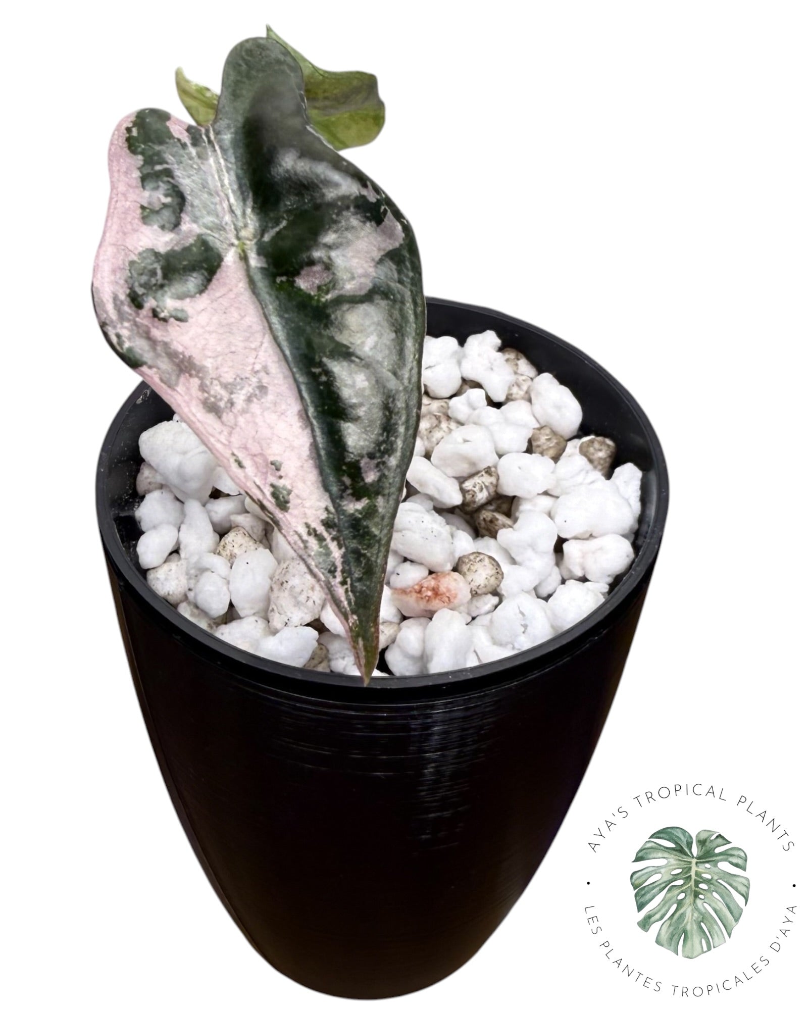 Alocasia Nobilis rose panaché