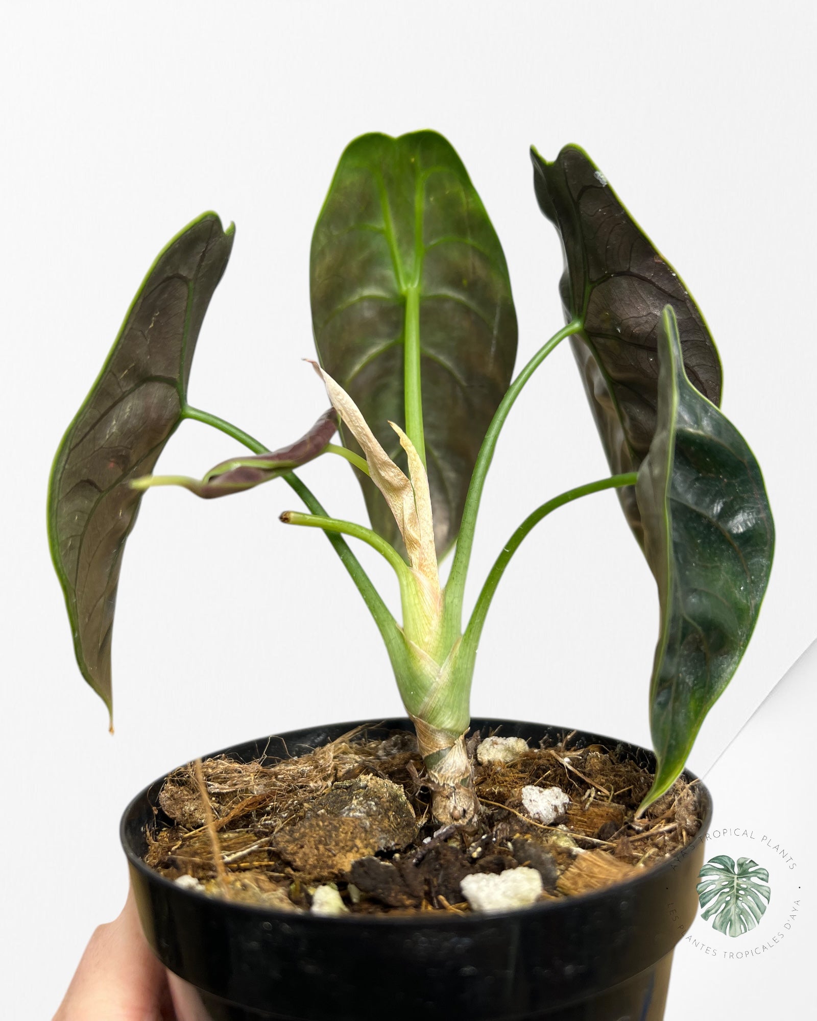 Alocasia Azlanii-G