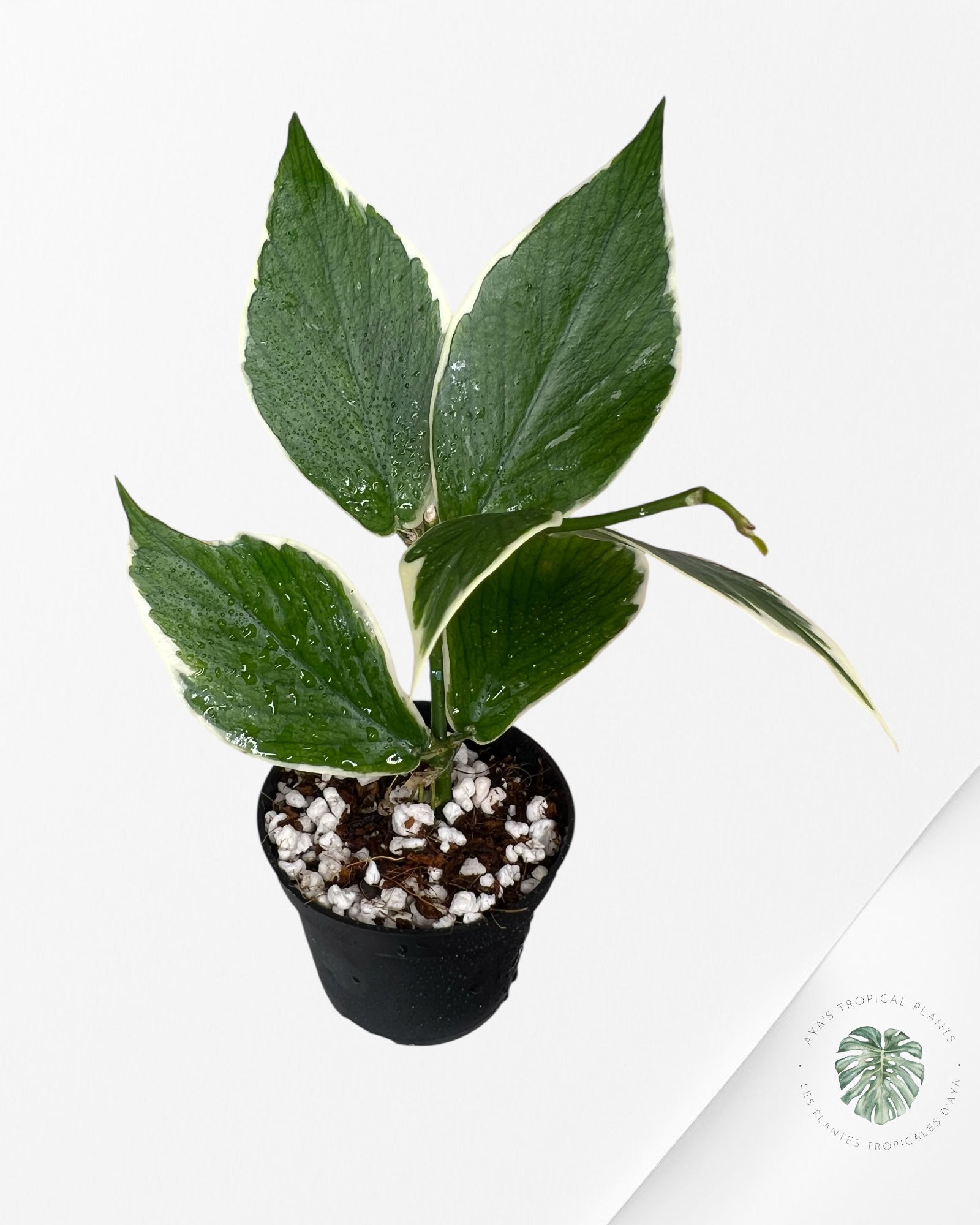 Hoya Polyneura Albo Panaché - HPD