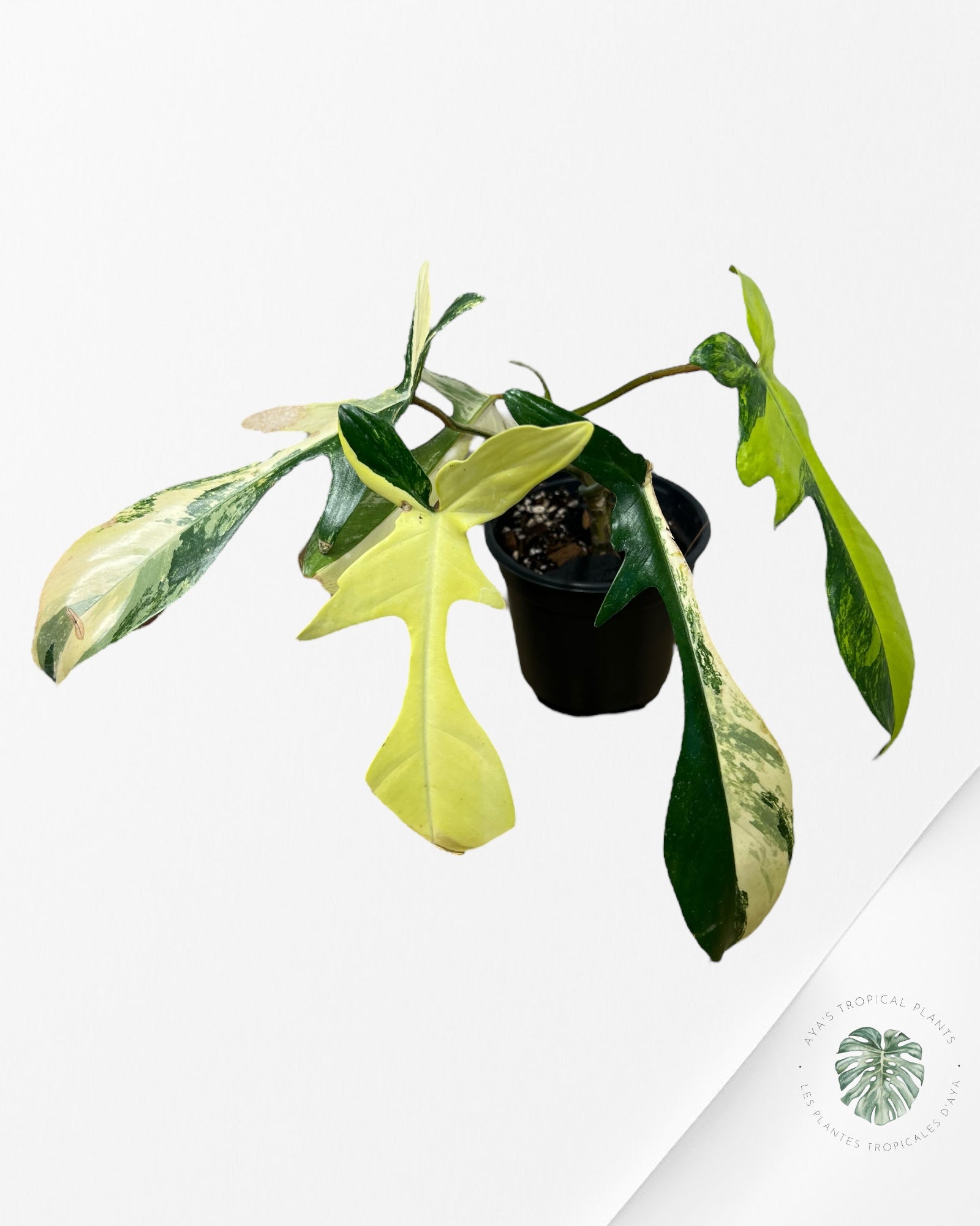 Philodendron Florida Beauty - ME7