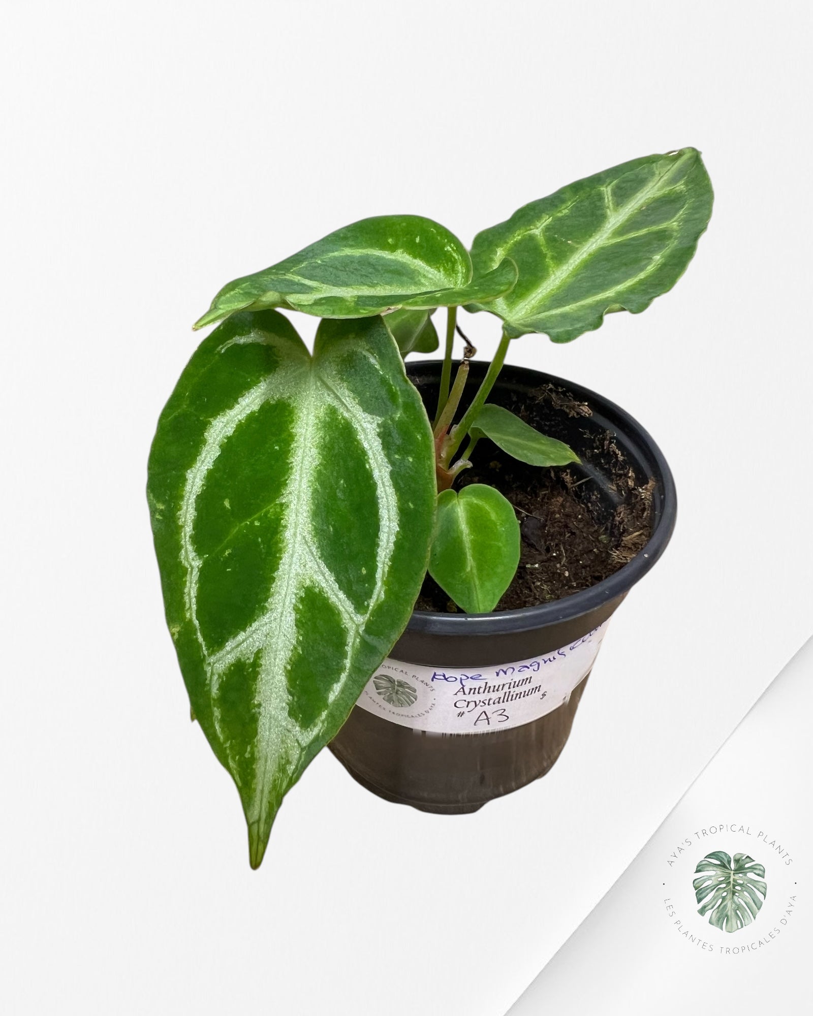 Anthurium Crystallinum Hope X Magnificum - A3