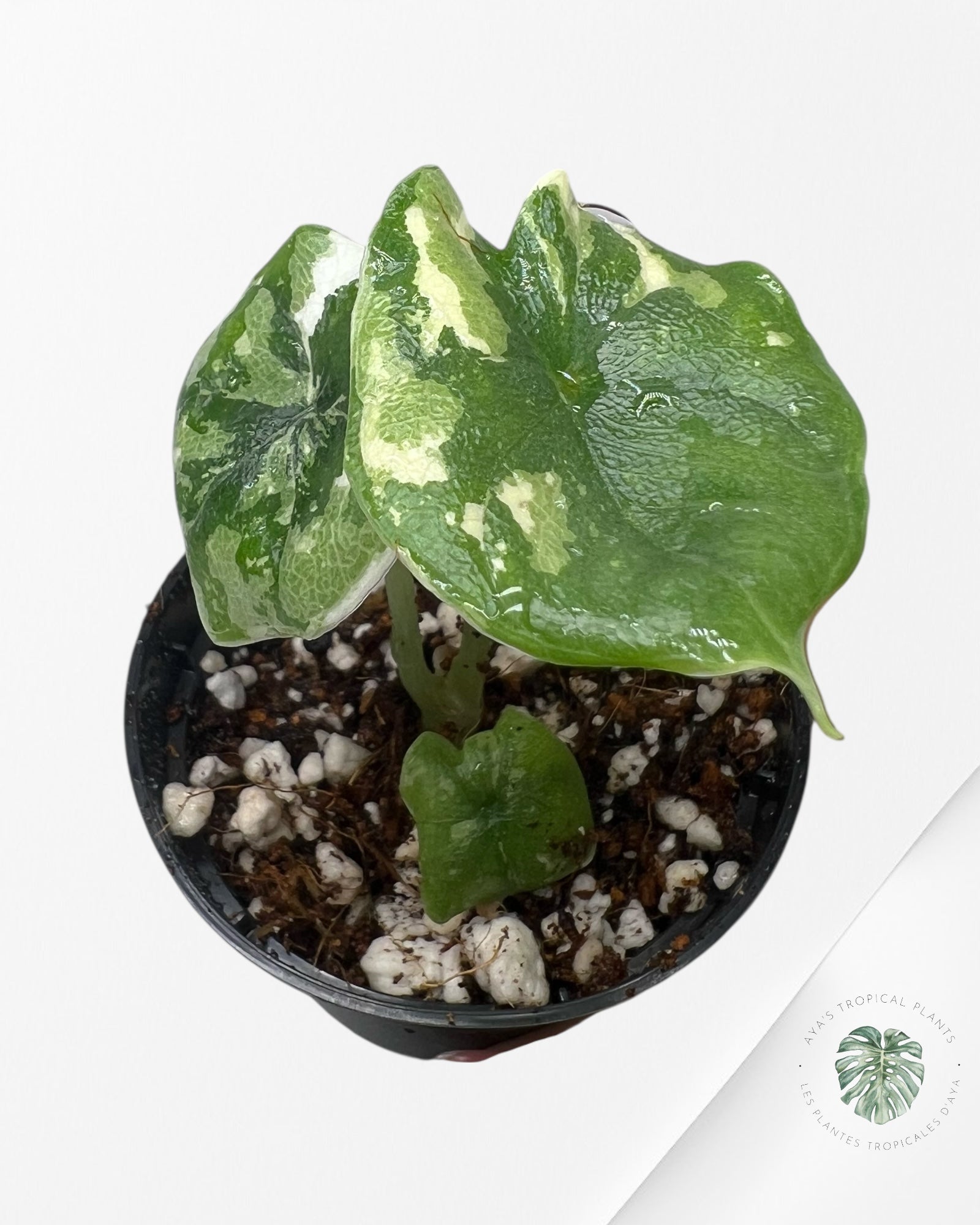 Alocasia Melo Variegated (Albo) - TC03