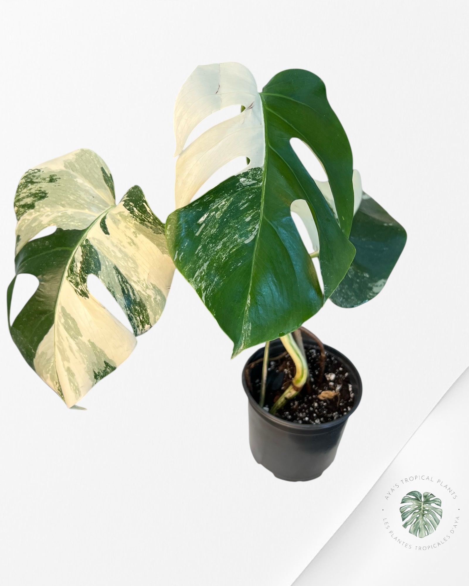 Monstera Borsigiana Albo-2