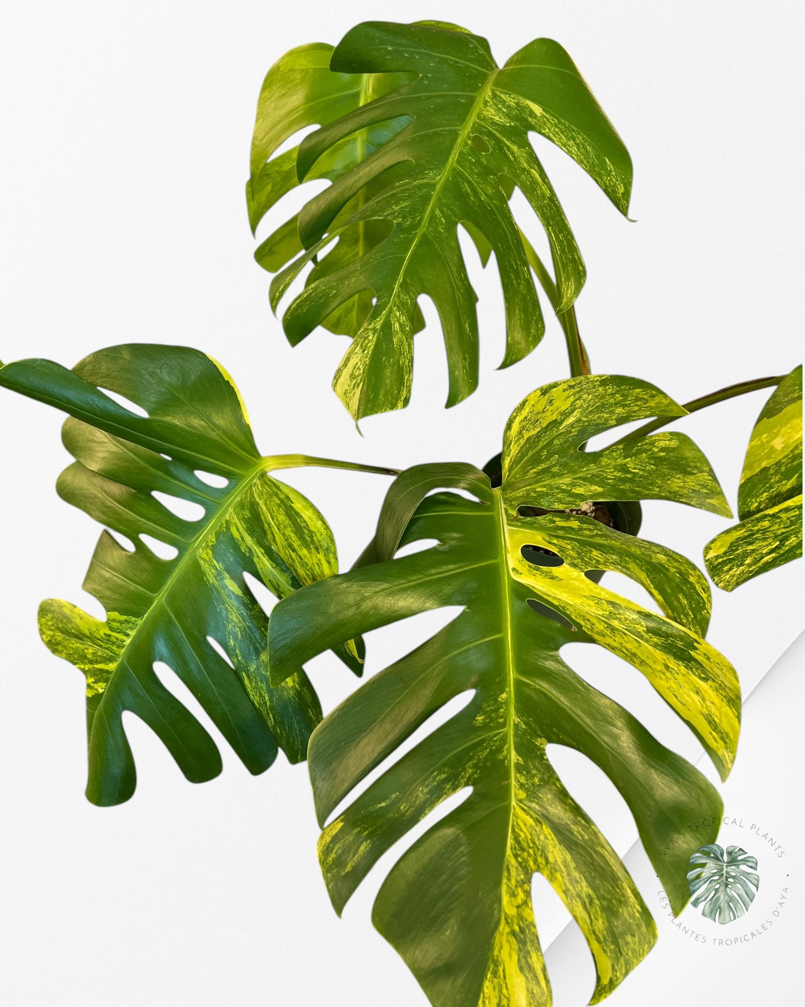 Monstera Aurea - p002