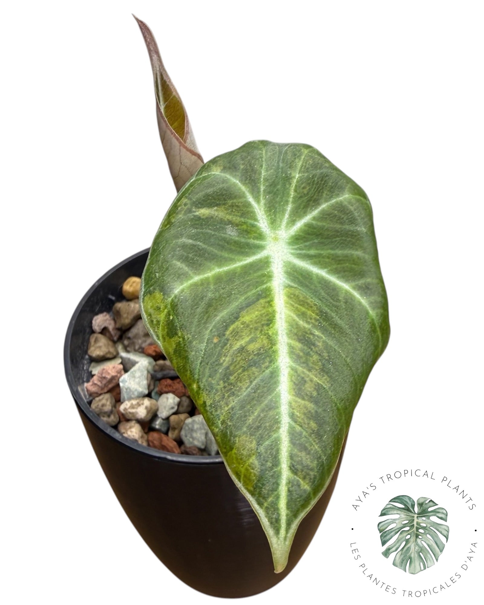 Alocasia Black Velvet Aurea panaché