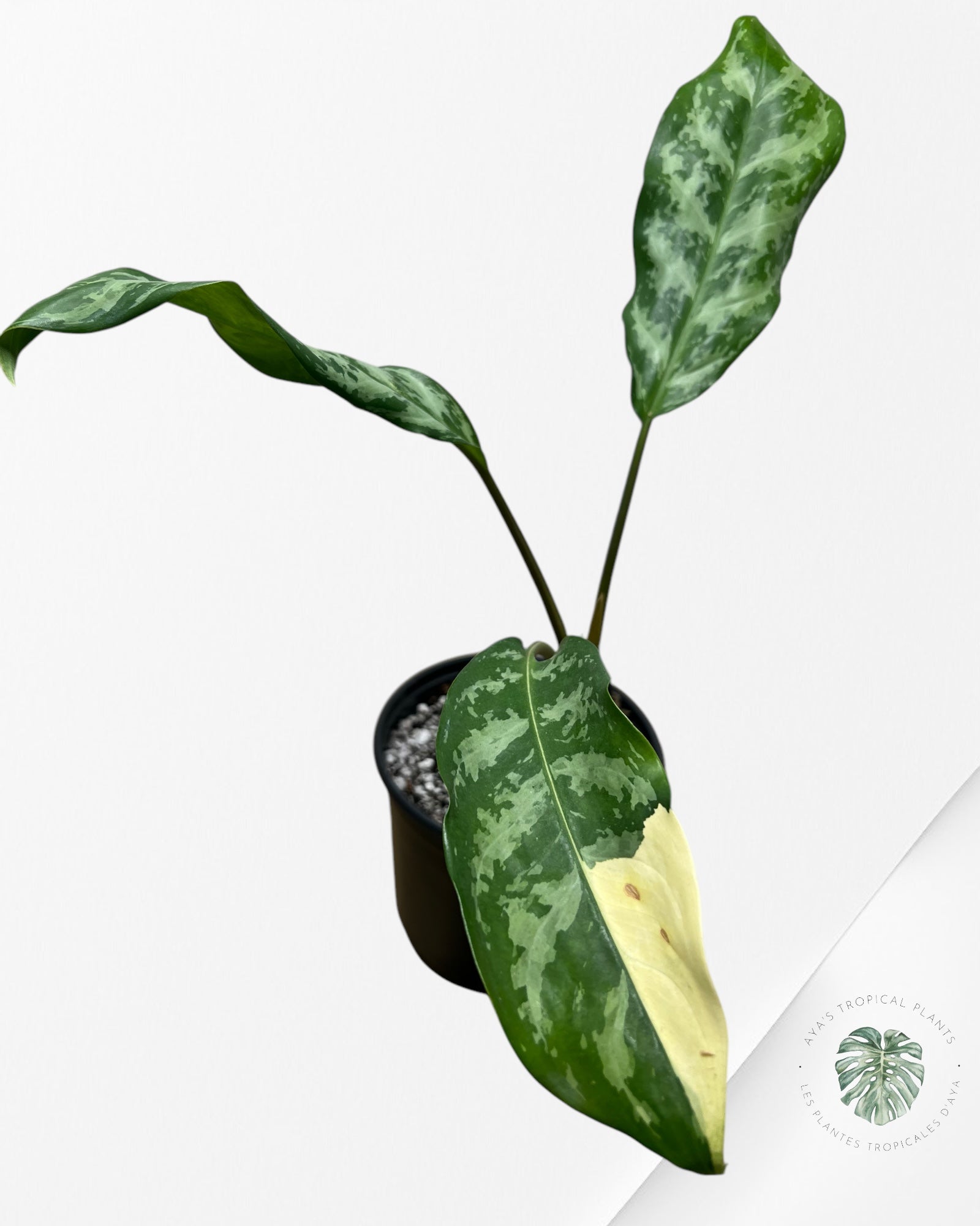 Aglaonema Manila Pride - AMP4