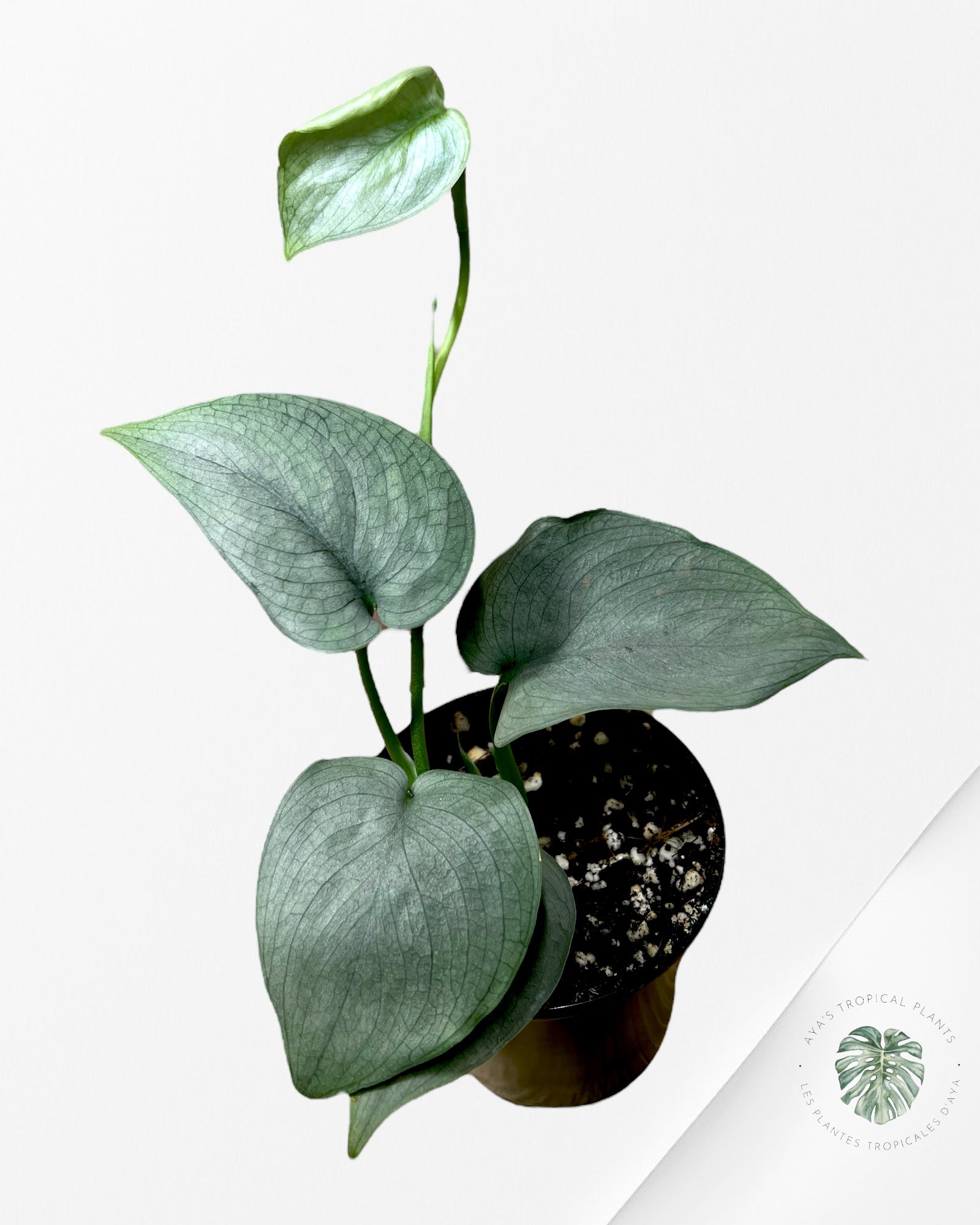 Scindapsus pictus 'Silver Hero'