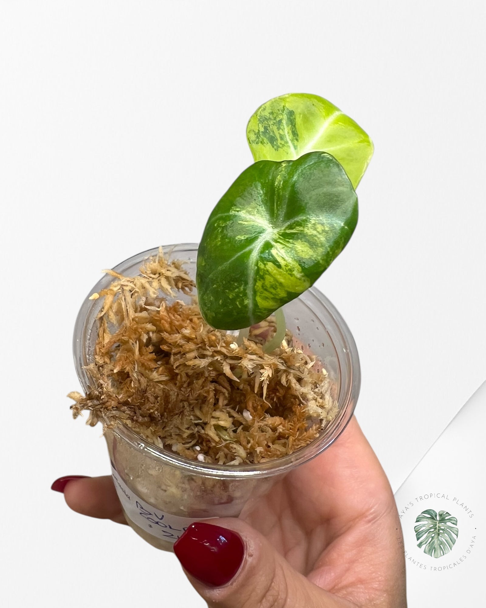 Alocasia Black Velvet Gold Variegata (Aurea) - VE