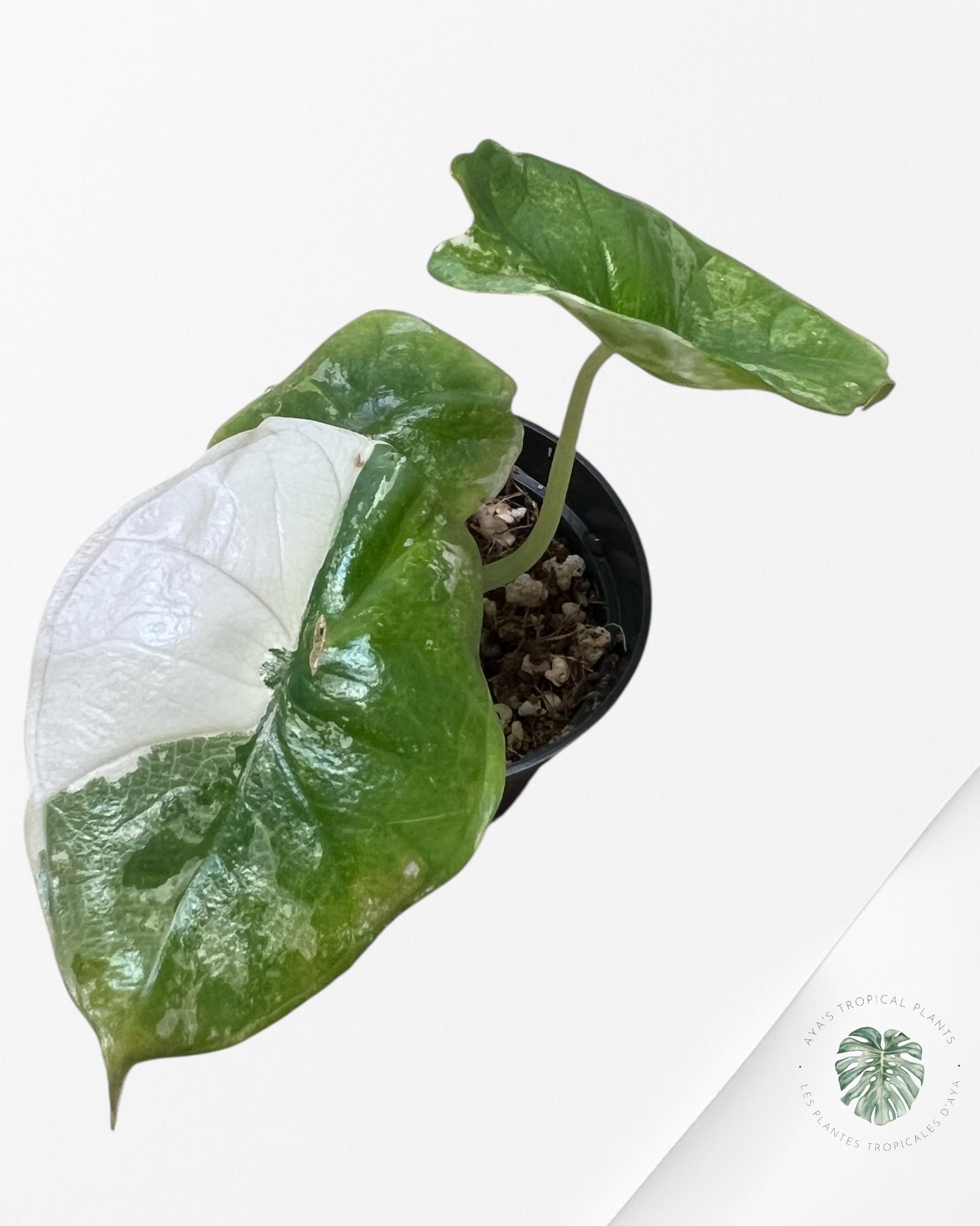Alocasia  Alocasia Bisma sp. 'Platinum' Albo Variegated- AP