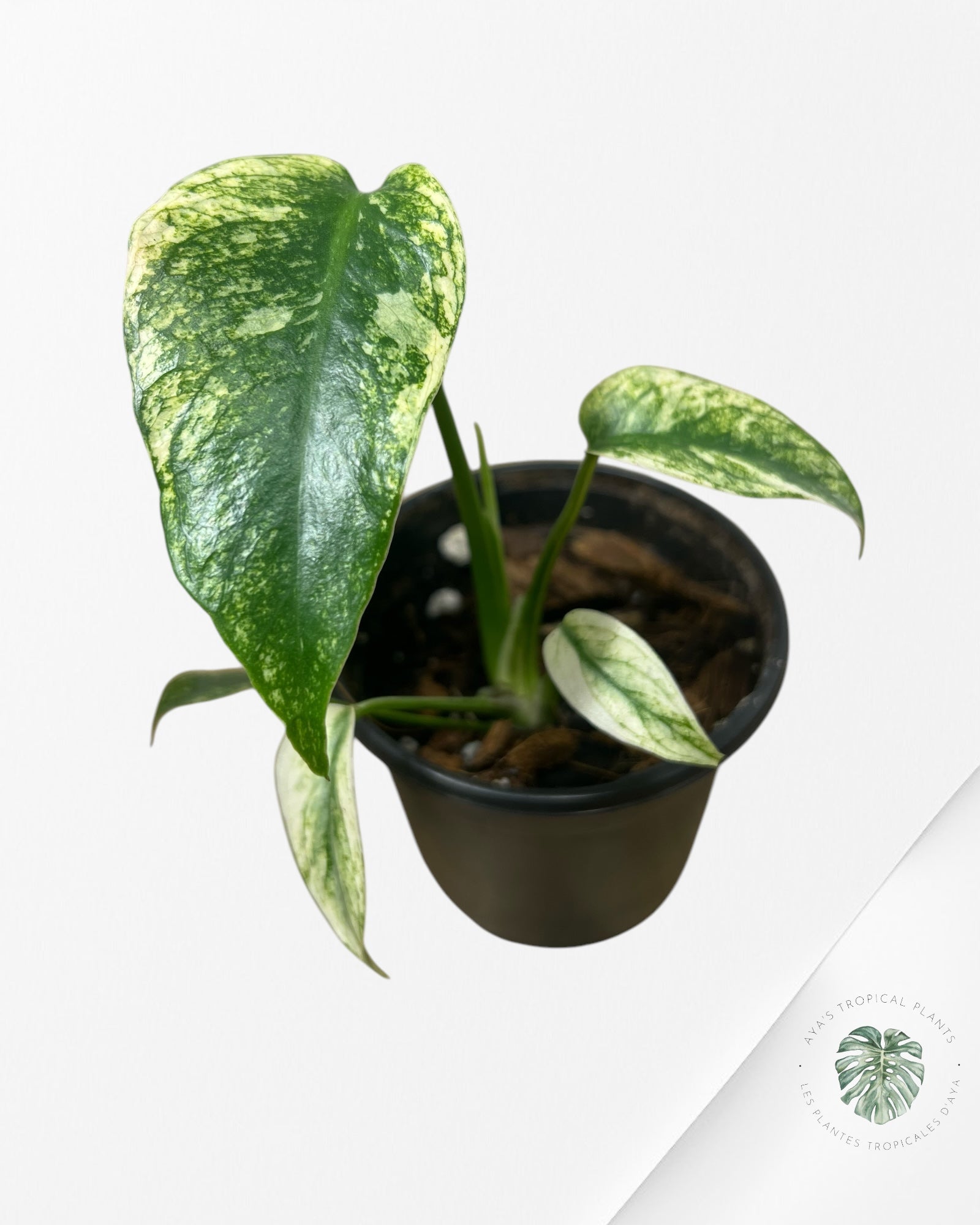 Monstera Deliciosa Mint - SA4