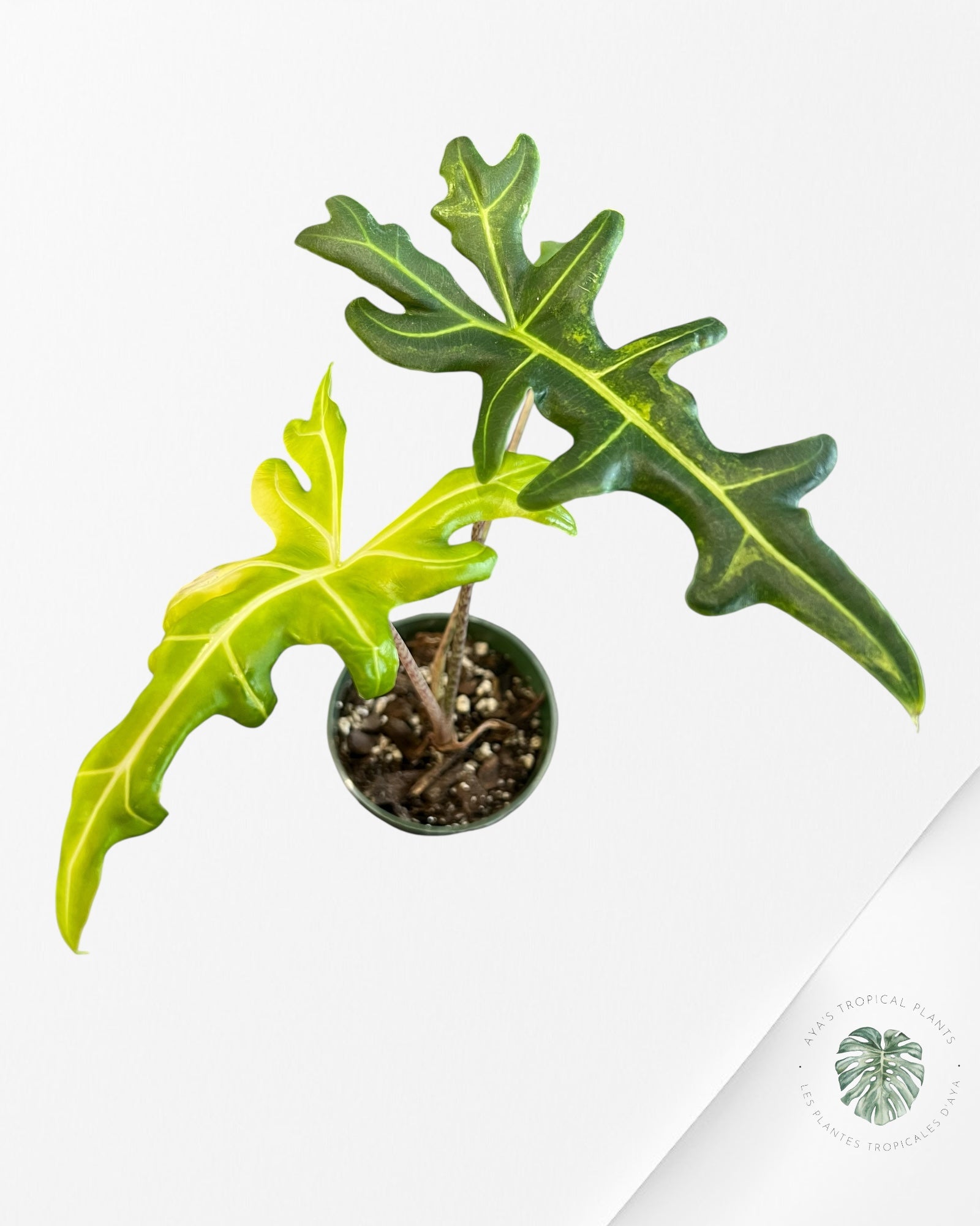Alocasia Portei Variée -P52