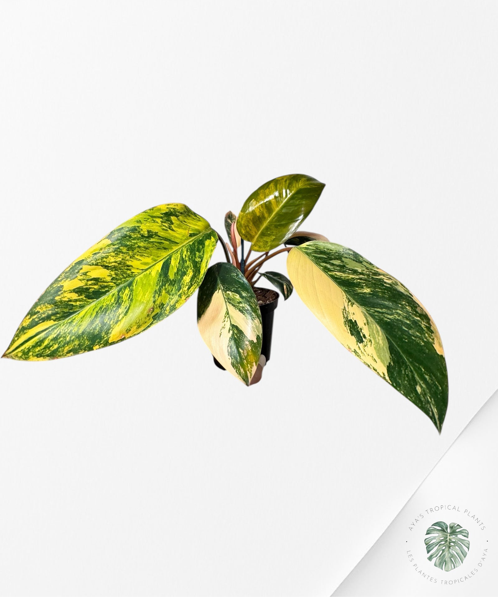 Philodendron 'Red Congo' variegated - F2