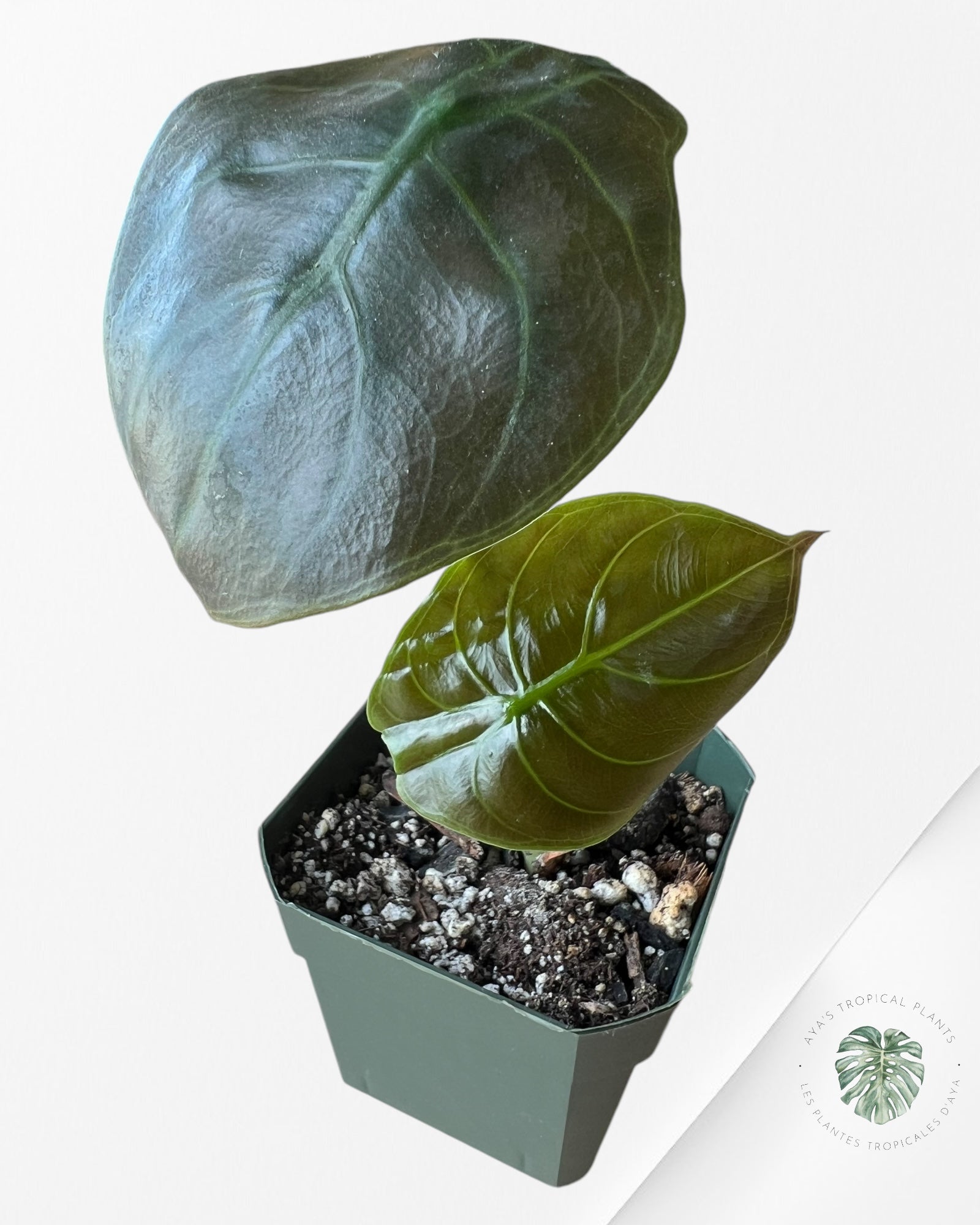 Alocasia Rouge Secret-B