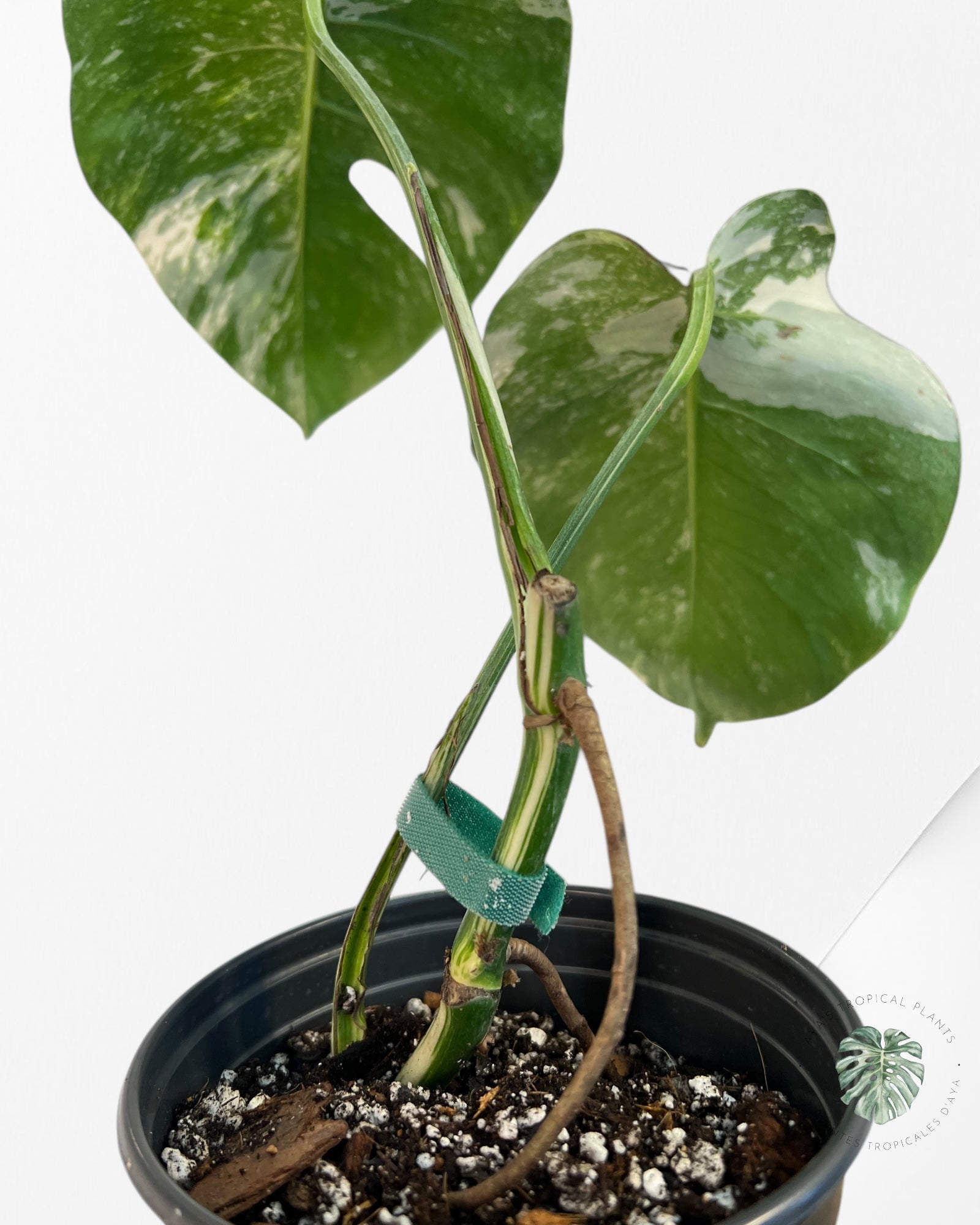 Monstera Borsigiana Albo (mi-coupe) - JA27