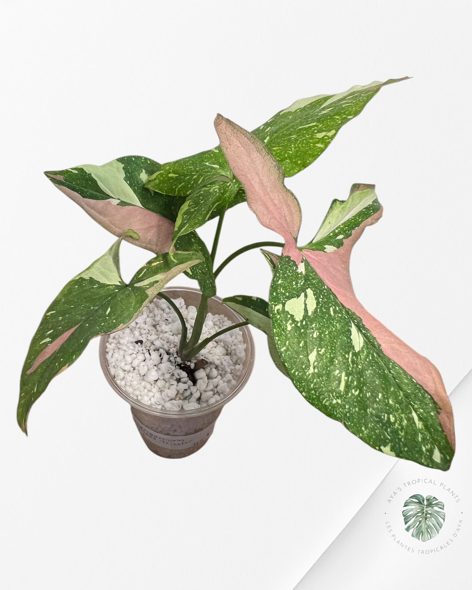 Syngonium Redspot Tricolor - ST2