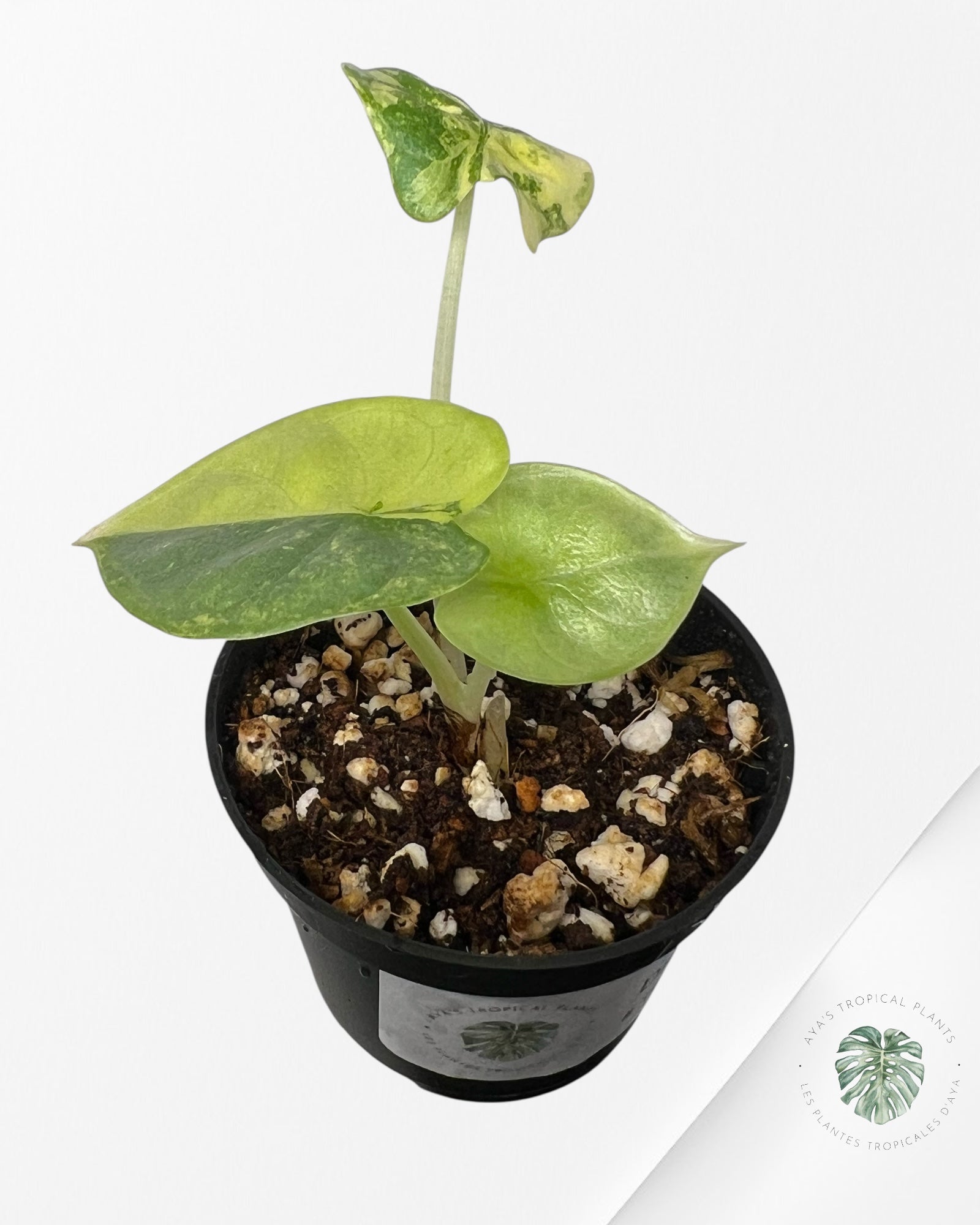 Alocasia Silver Dragon Variegated Aurea -TC19