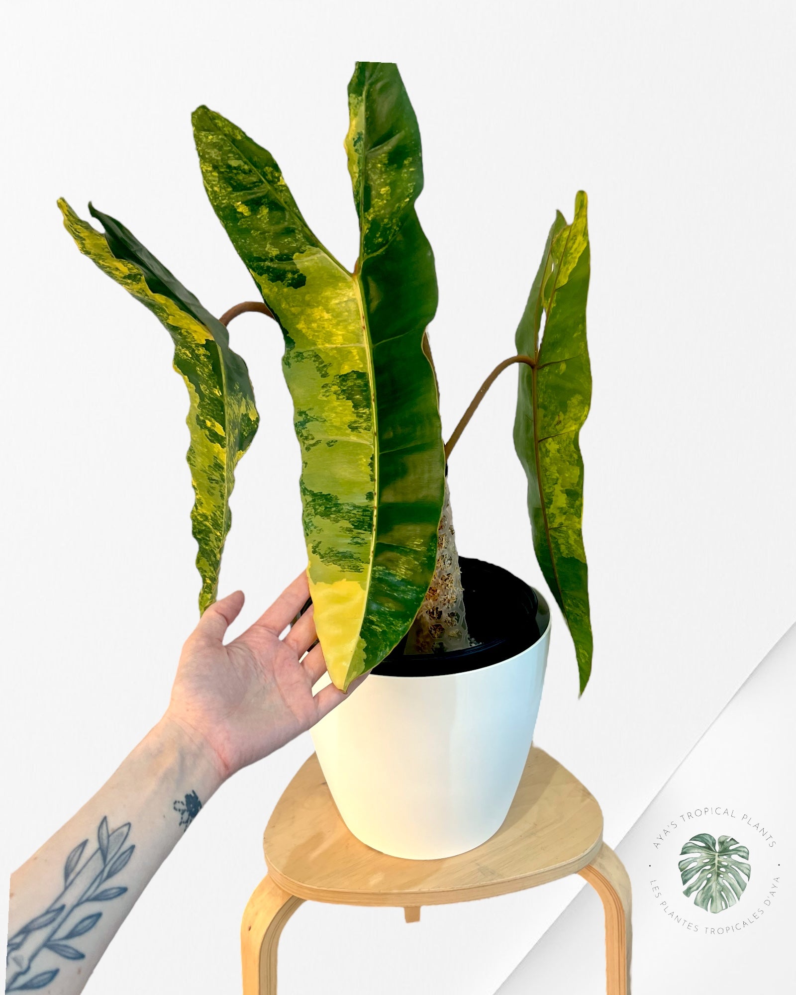 Philodendron Billietiae Variegated