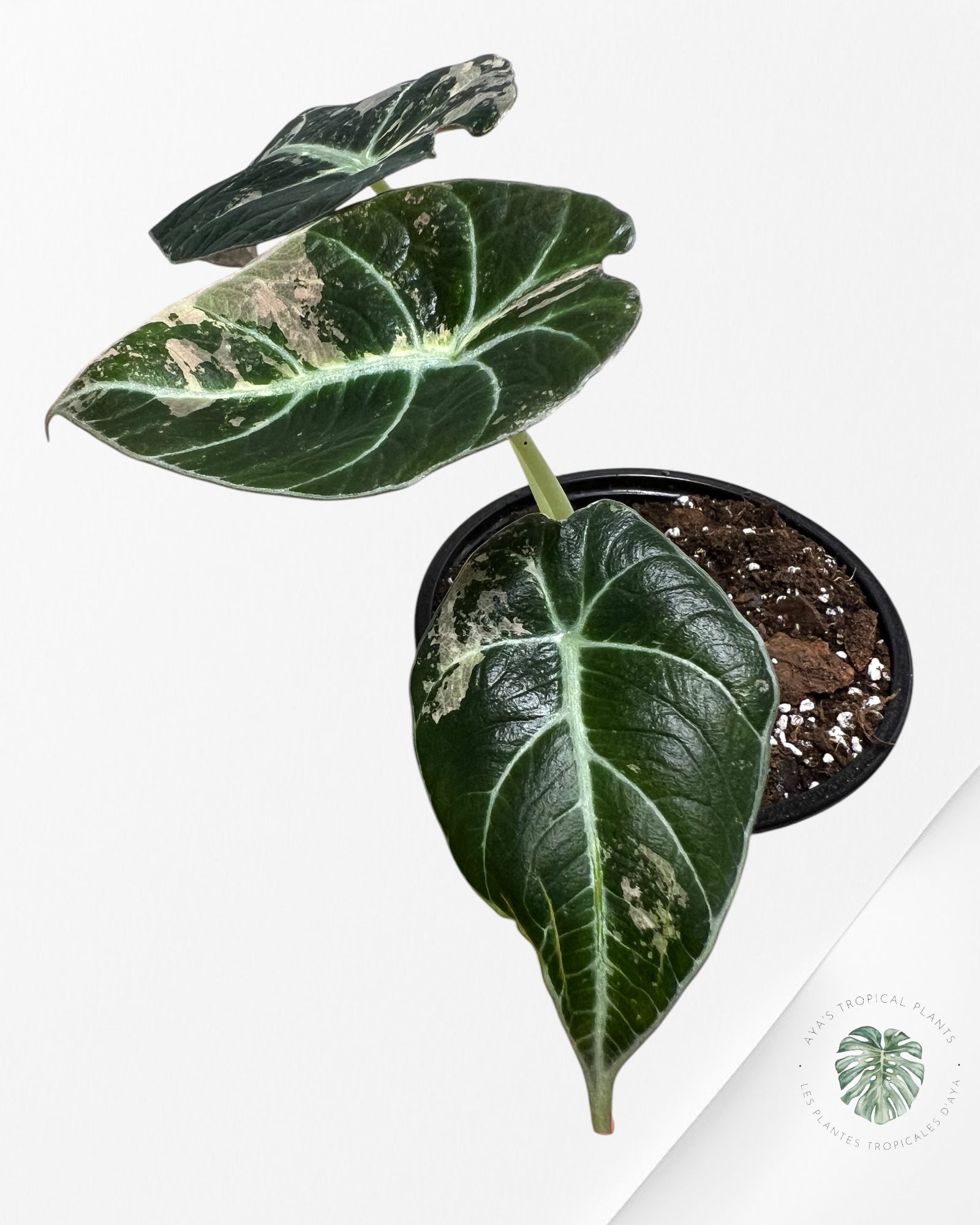 Alocasia Black Velvet Pink-G