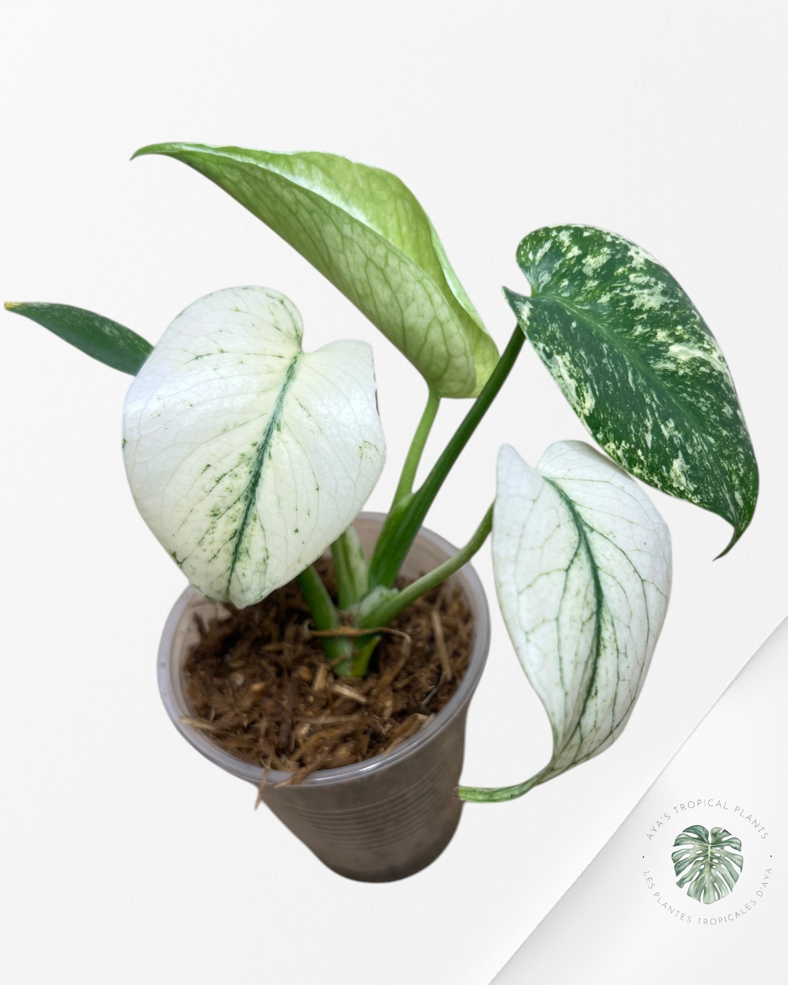 Monstera Menthe -02