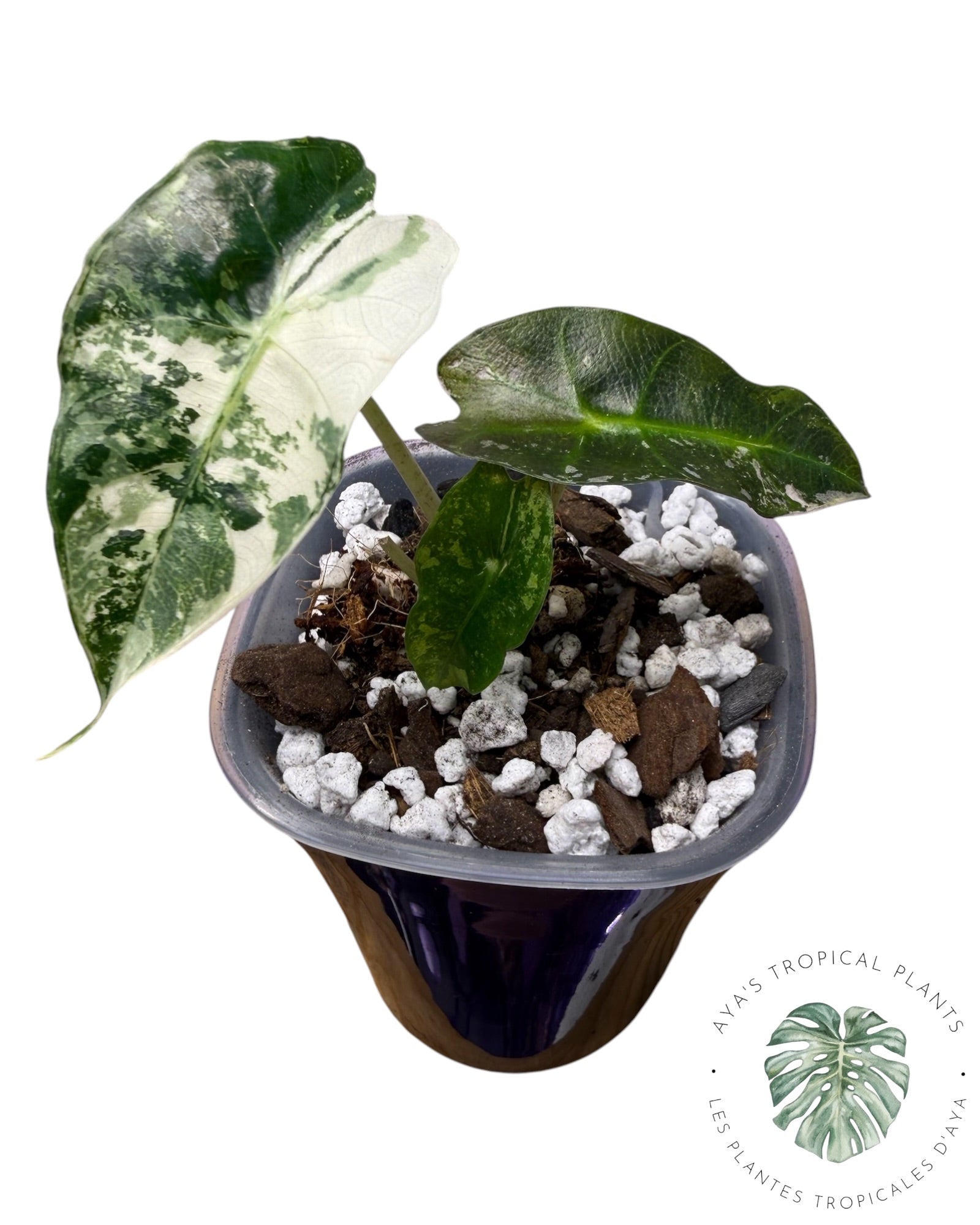 Alocasia Polly Pink Snowflake (Catégorie A)