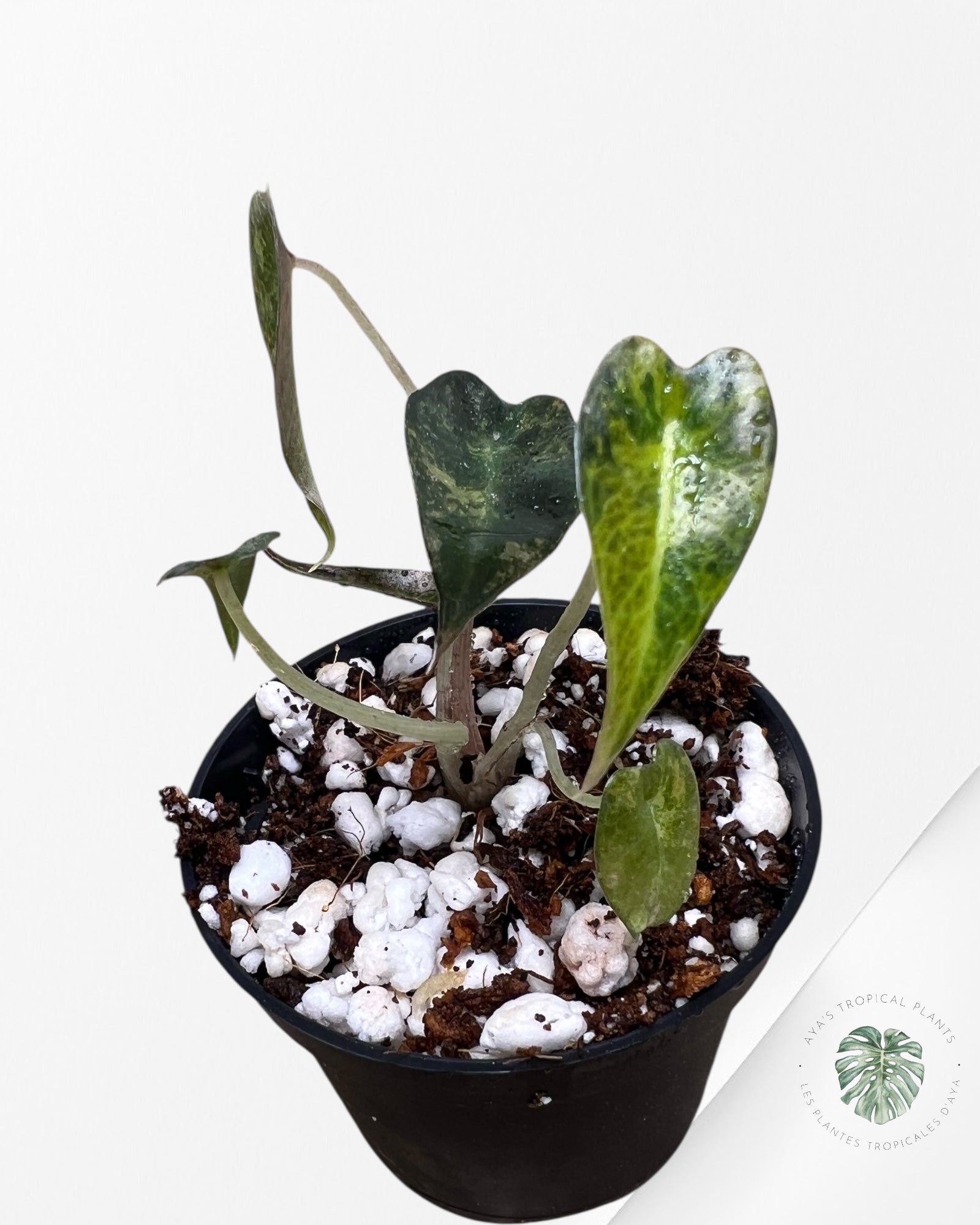 Alocasia Bambino Variegated (Aurea) - TC14