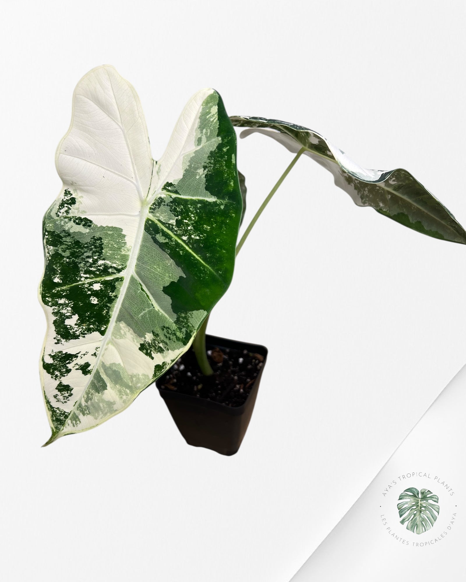 Alocasia Frydek Variegated - 90