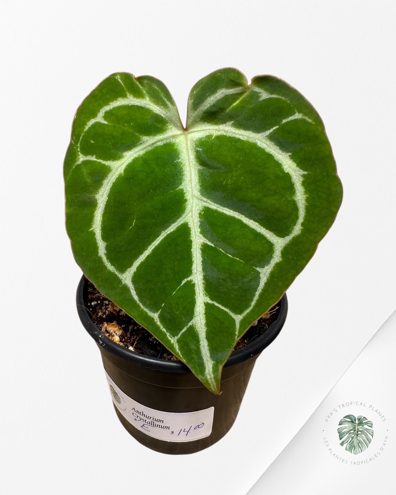 Anthurium Crystallinum - E