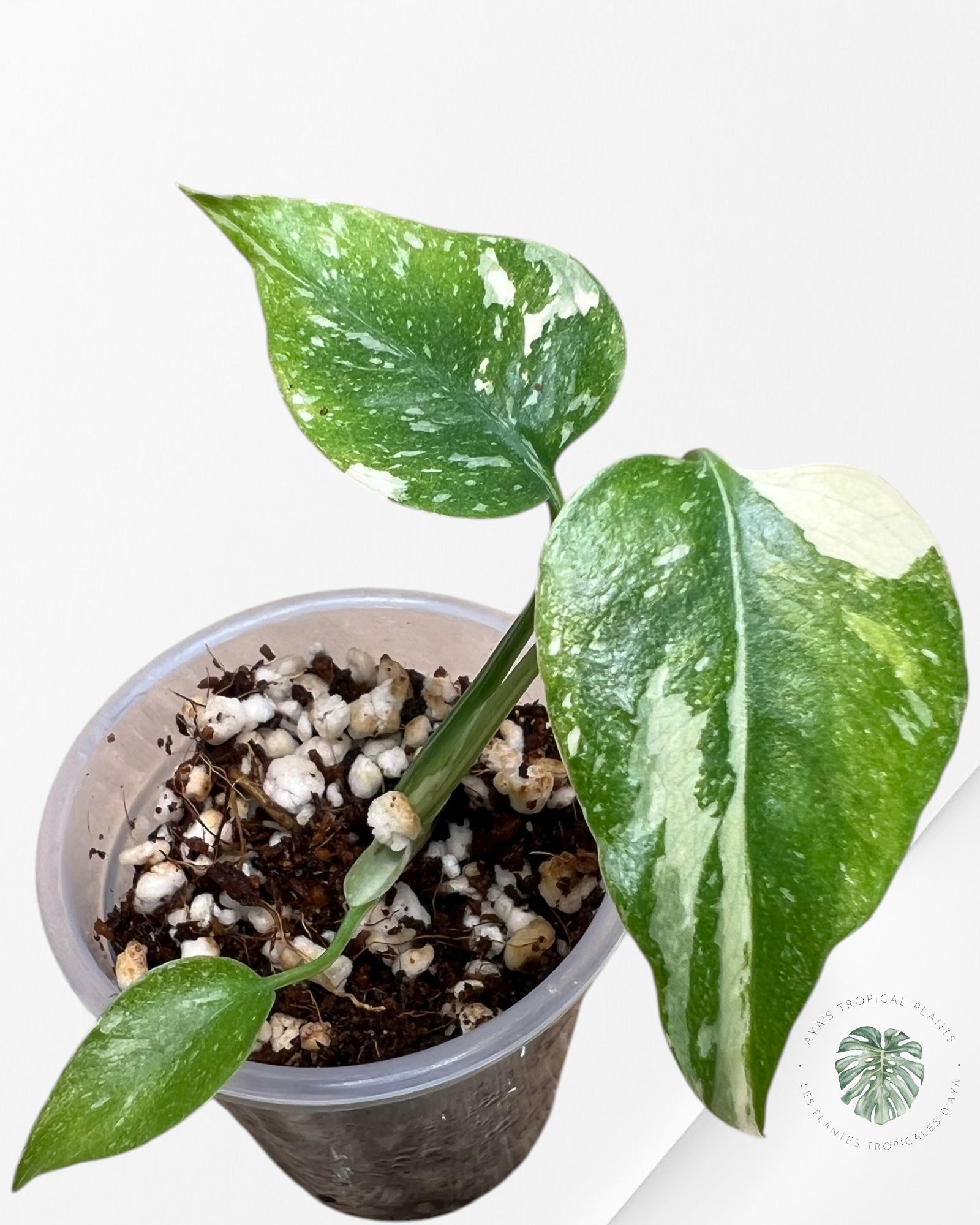 Monstera Thai Constellation Crème Brulée| Rare TC Plant | Aya's Tropical Plants