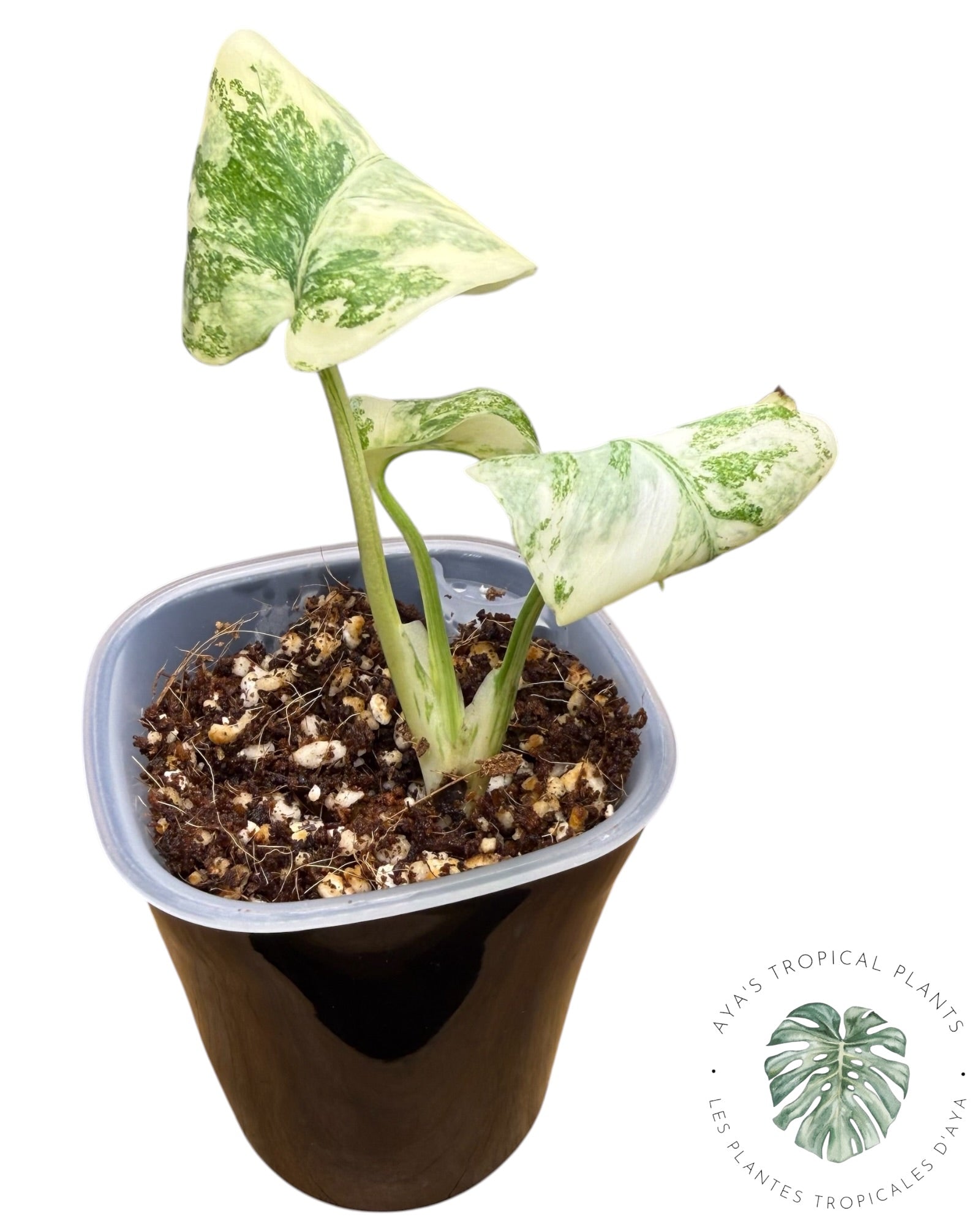 Monstera Deliciosa Legacy