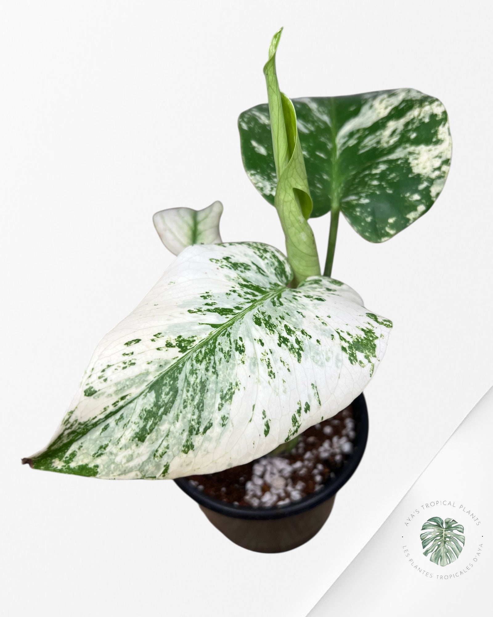 Monstera Mint - 85