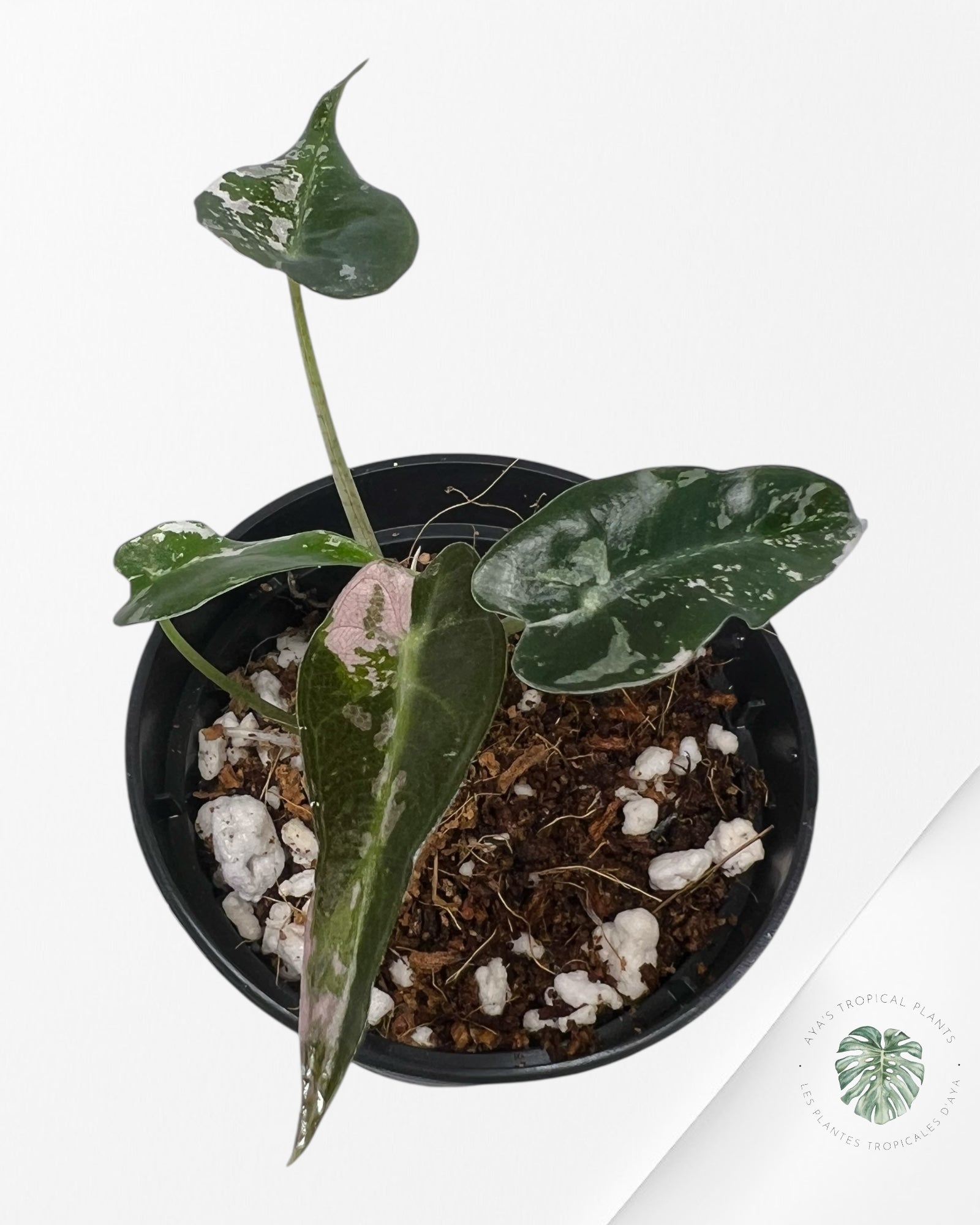 Alocasia Bambino Variegated (pink) - C