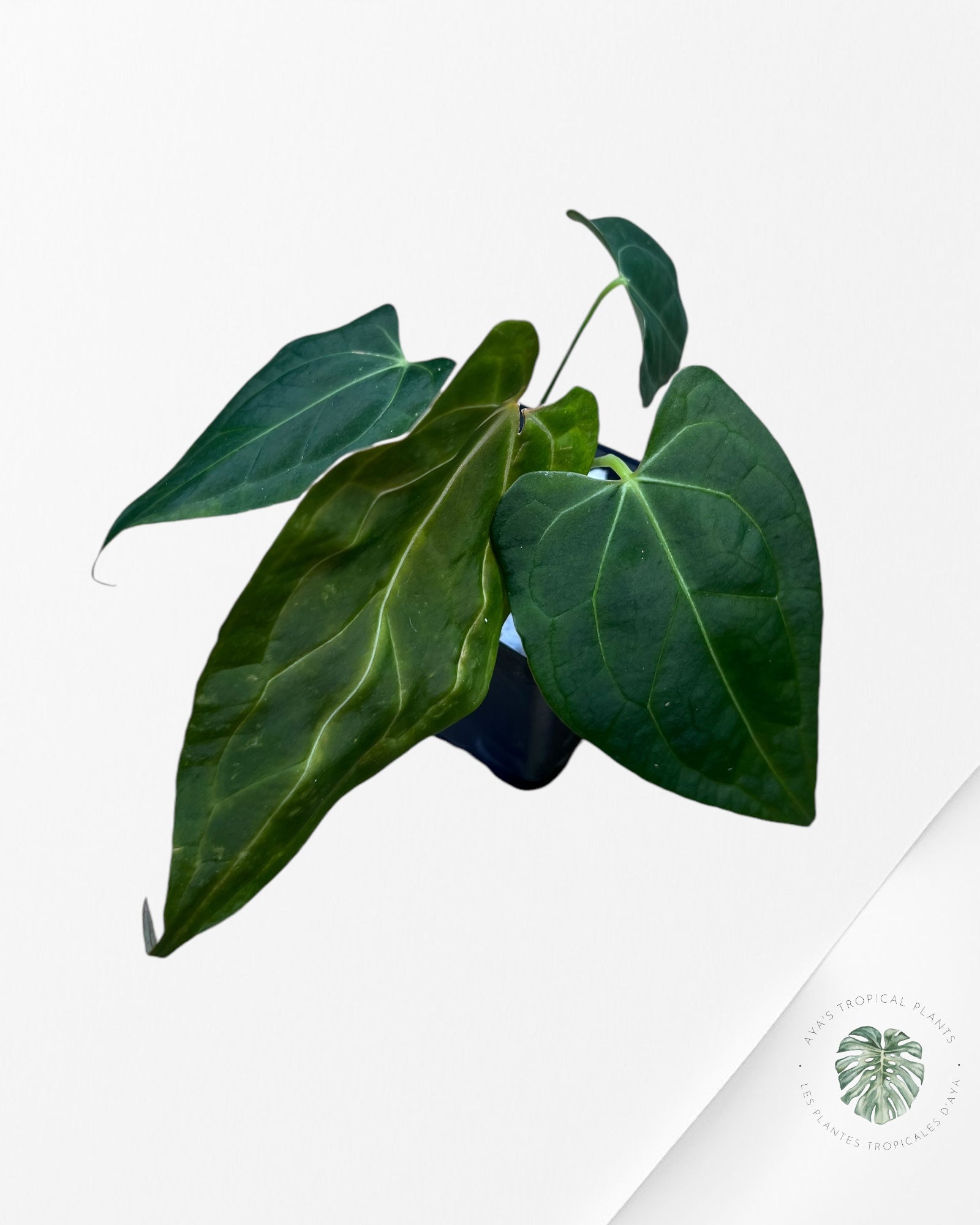 Anthurium Papillilaminum Bleu X One -01