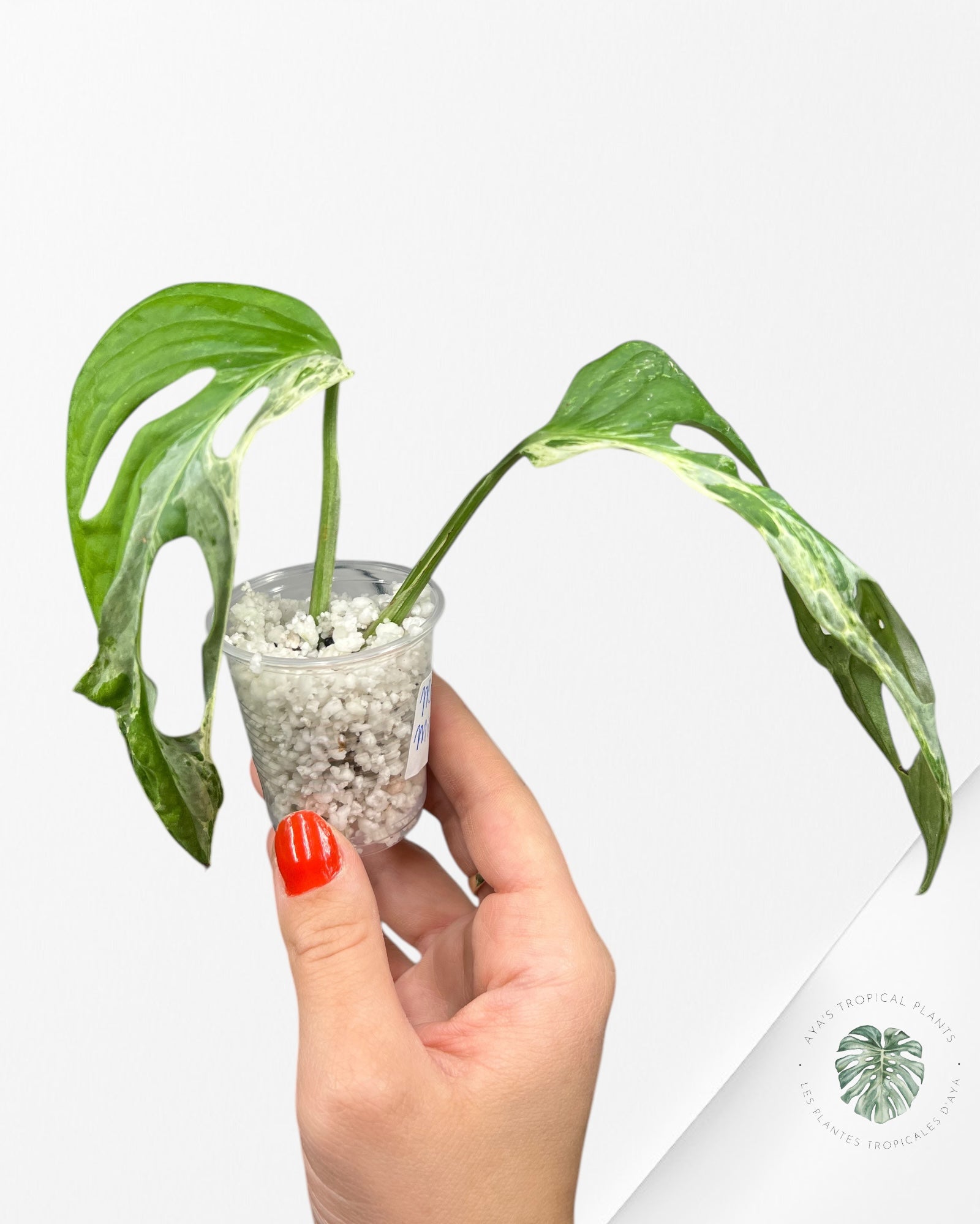 Monstera Adansonii Menthe d'Indonésie-A