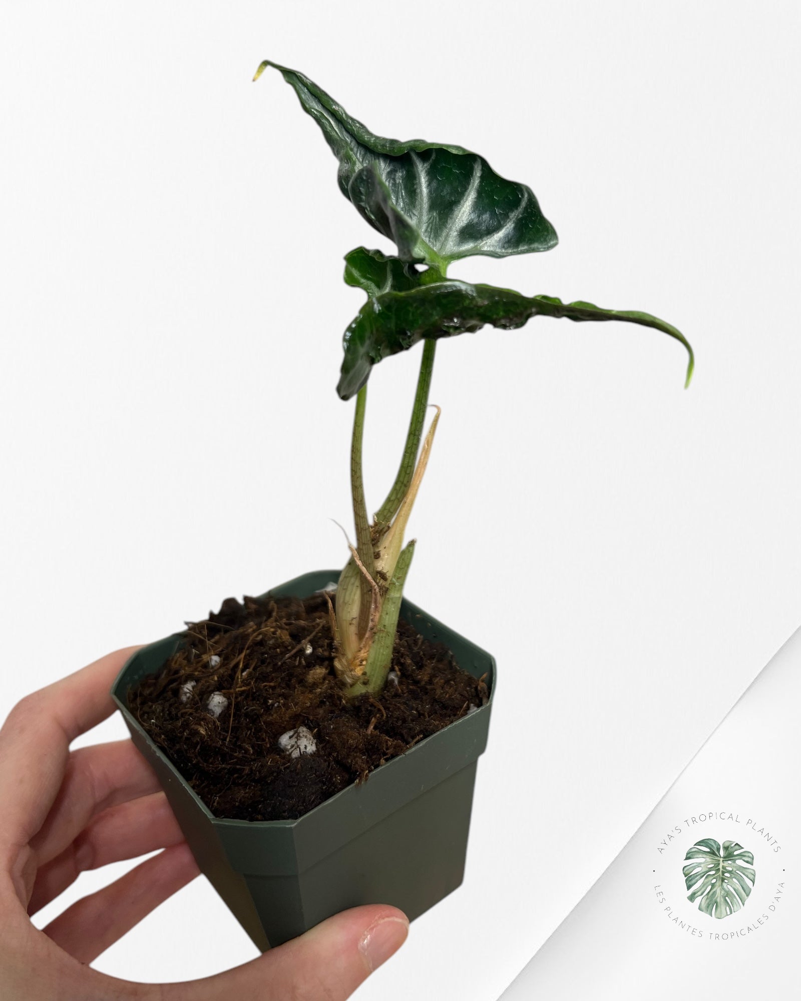 Alocasia Loco - G