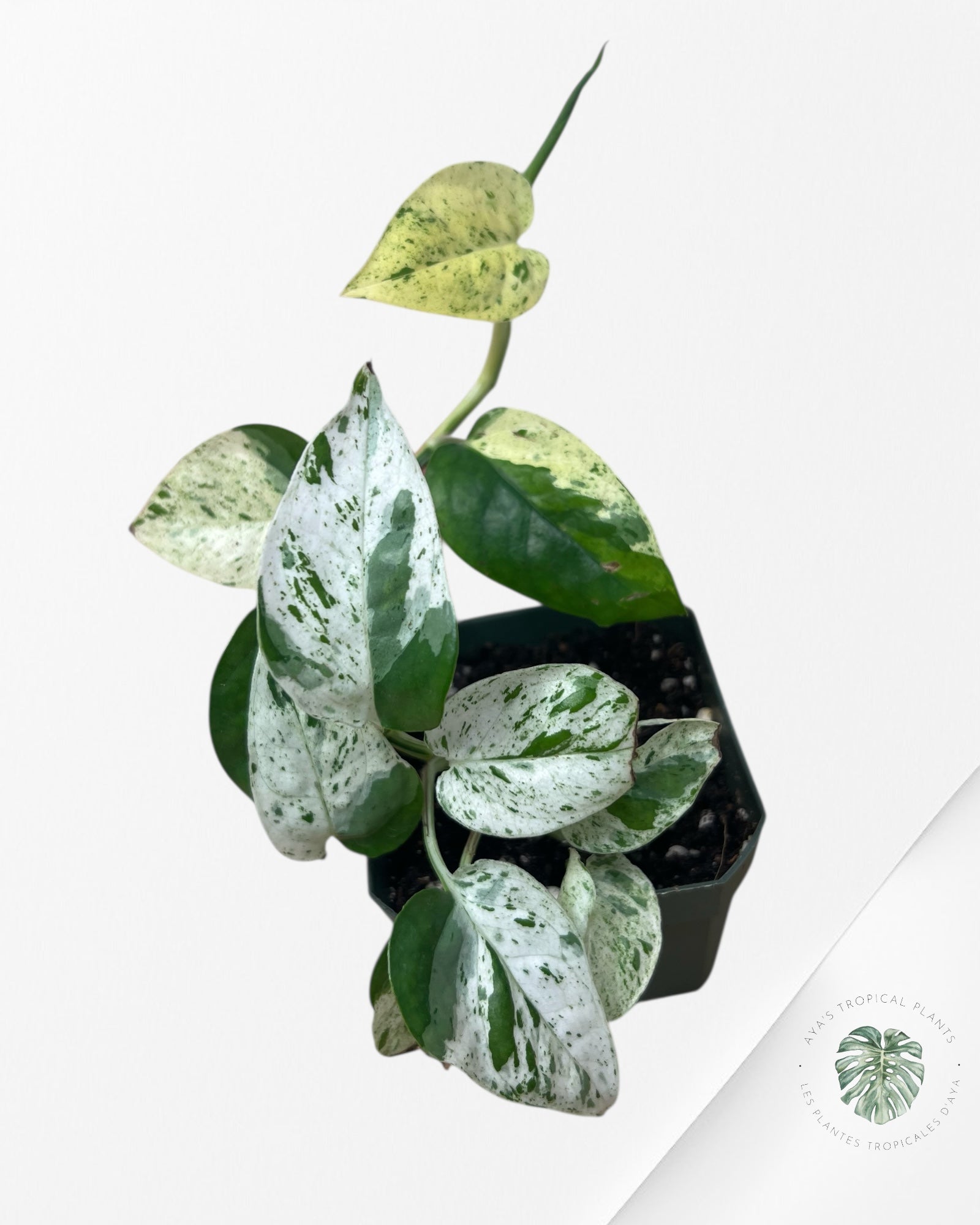 Marbre Epipremnum Pinnatum - E5